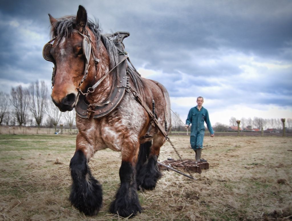 1024x774 Draft Horse Wallpaper