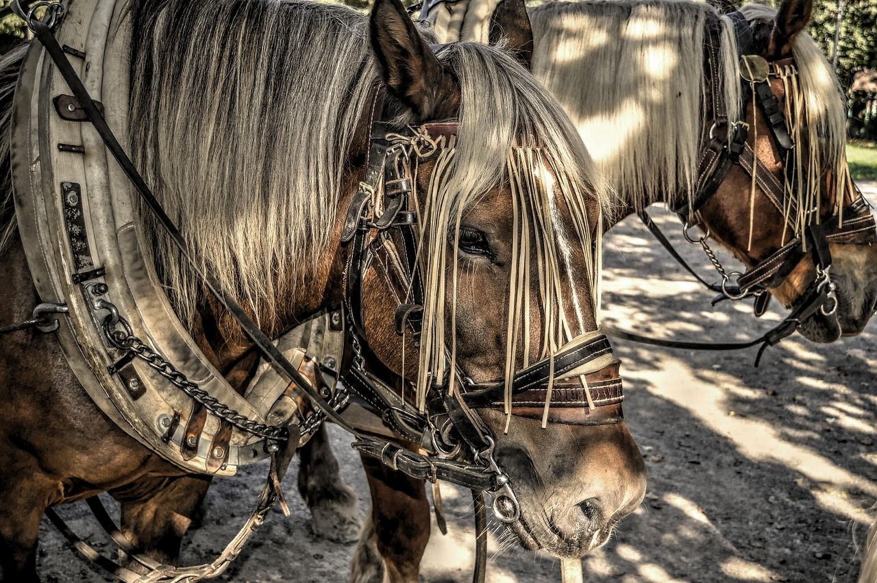 1280x851 Horses Horse Head Draft