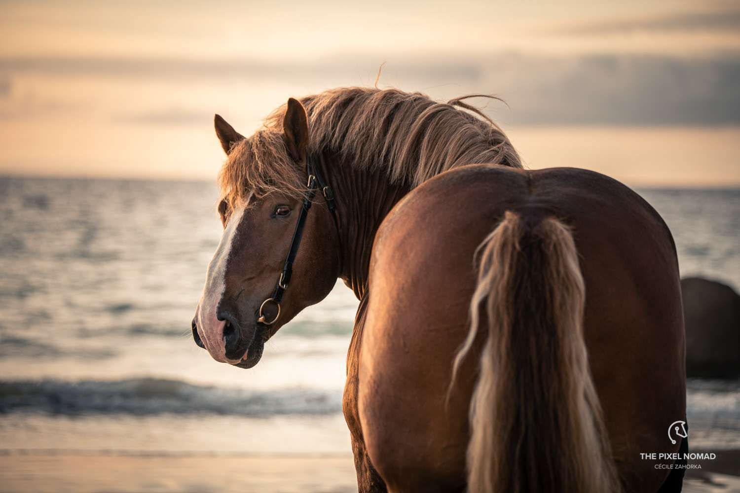 1500x1000 Massive Breton draft horse stallions on the beach