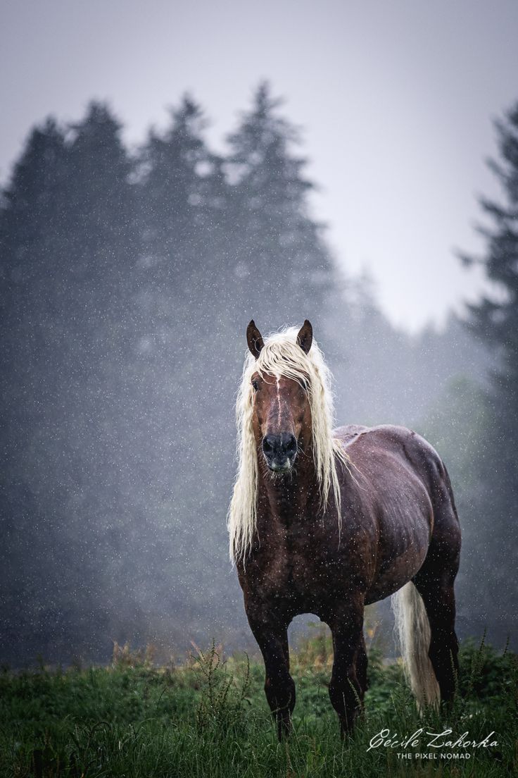 736x1104 The Pixel Nomad • draft horse stallion Süddeutsches Kaltblut