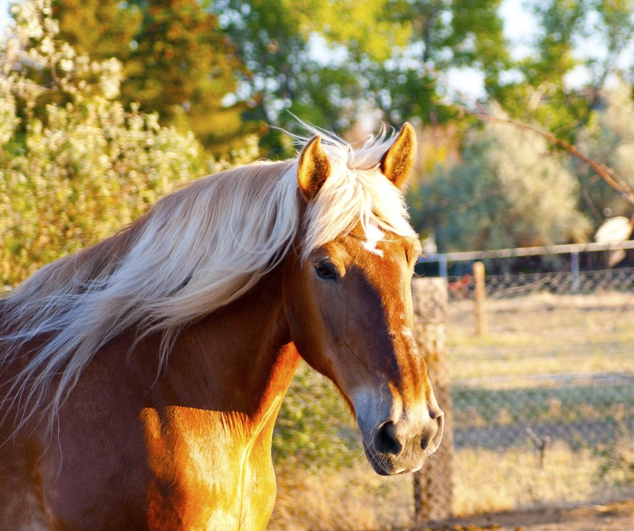 1280x1072 Free Palomino Draft Horse & Horse Image
