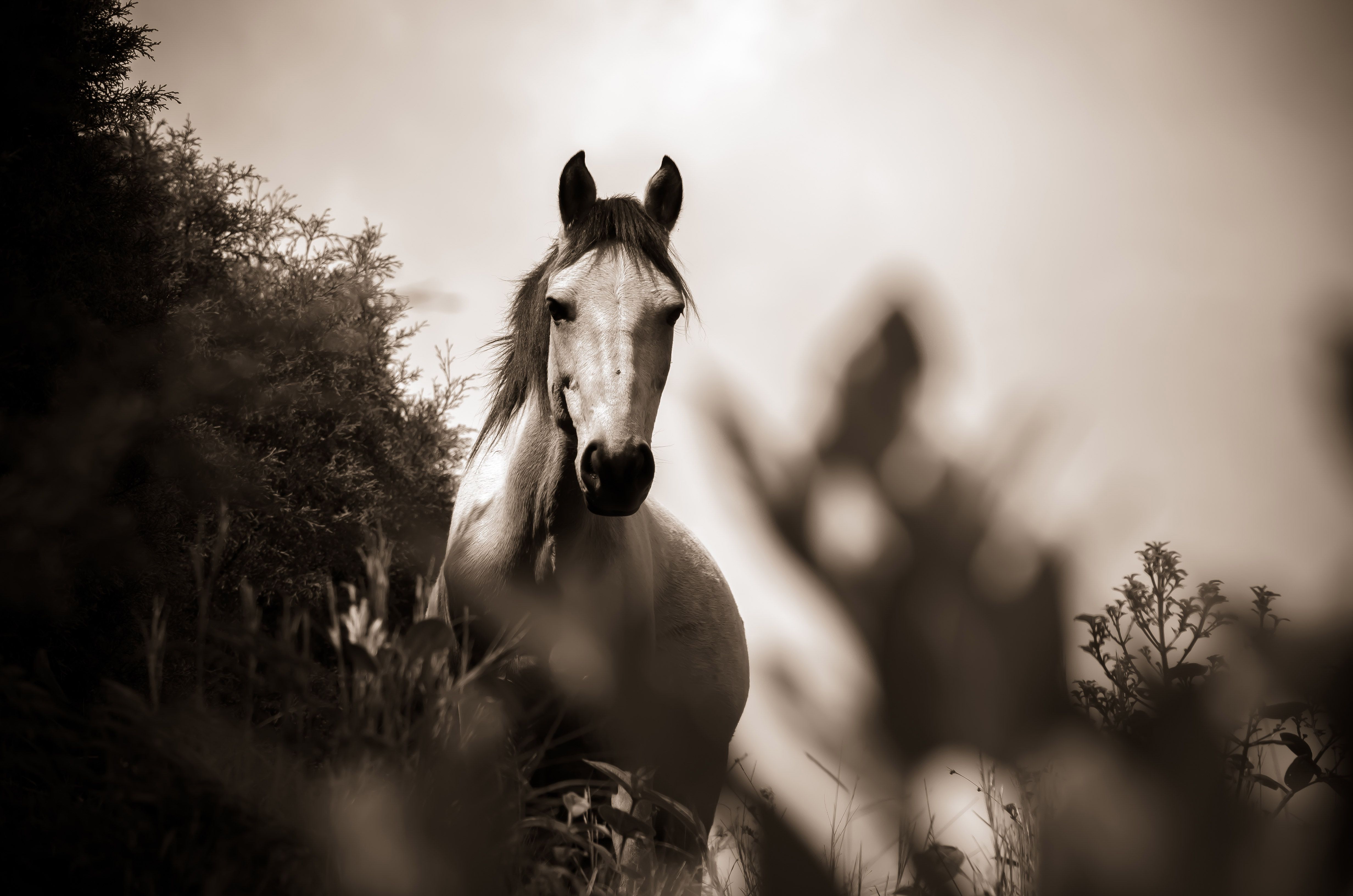4928x3264 Draft Horse Wallpaper Free High Quality Background