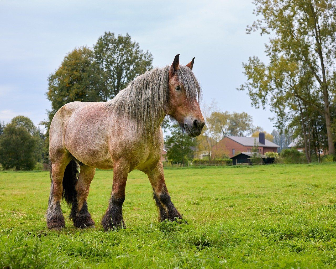 1280x1024 Free Belgian Draft Horse & Horse Image