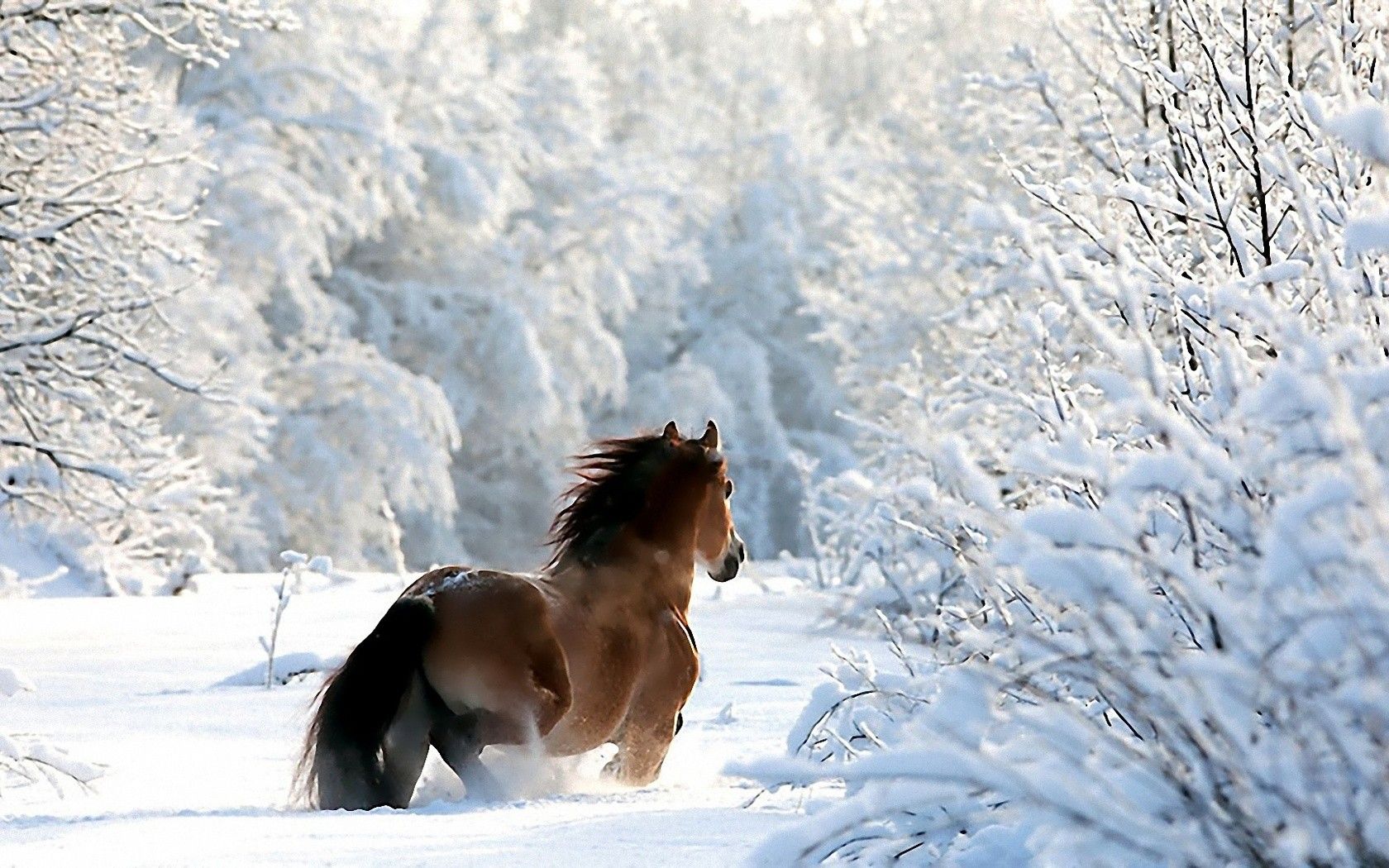 1680x1050 Free Draft Horse 4K Wallpaper & Desktop HD Background for PC