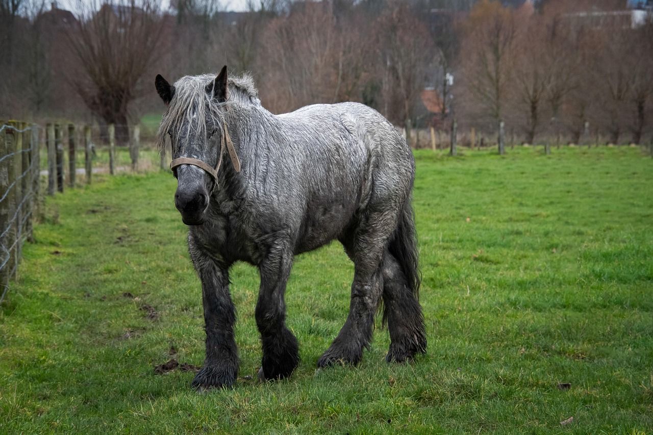 1280x853 Free Belgian Draft Horse & Horse Image