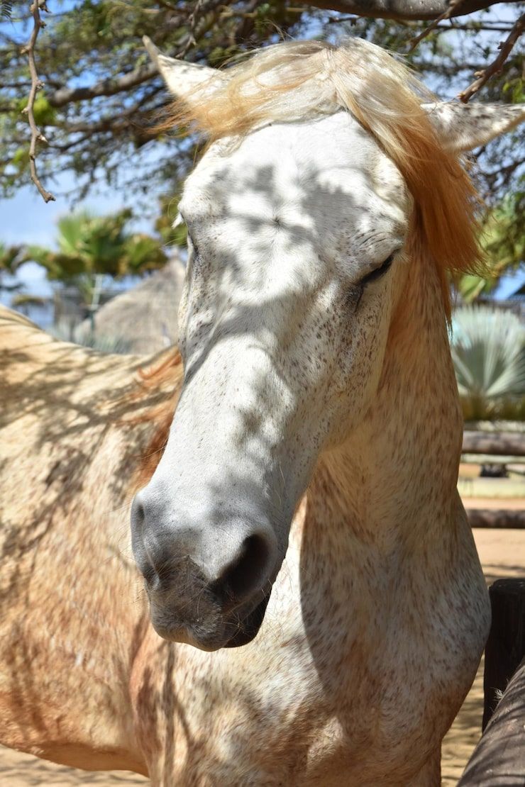740x1110 White horse wallpaper Image