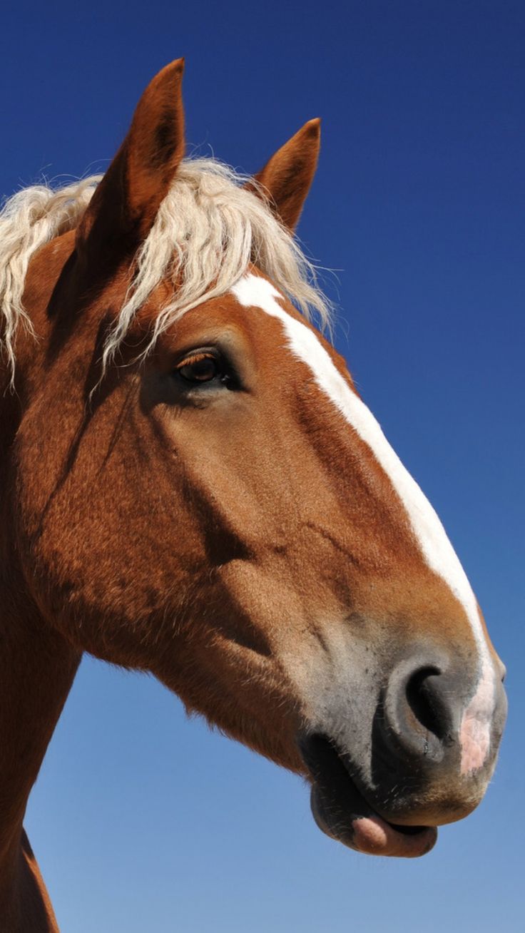 736x1308 Download Wallpaper 1080x1920 Horse, Face, Sky, Background, Mane, Eyes Sony Xperia Z ZL, Z, Samsung Galaxy S HTC One HD Background