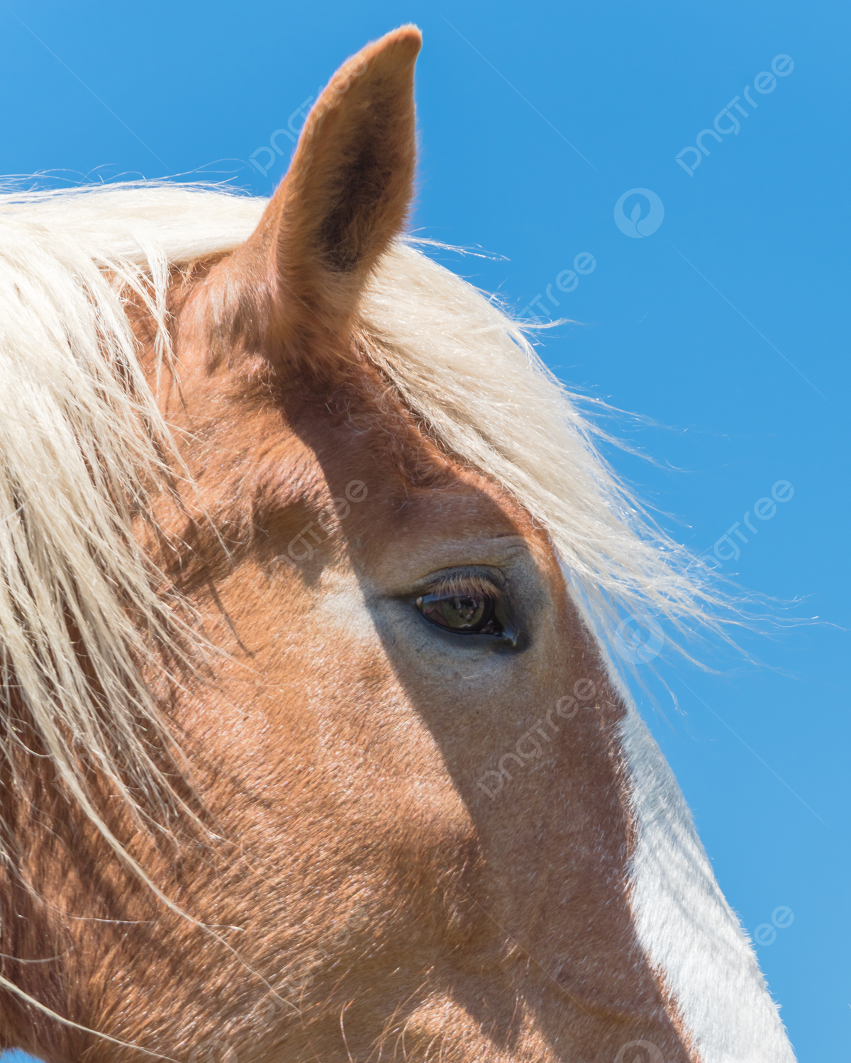 1200x1500 Beautiful Eye Of Holland Draft Horse Close Up Usa Head Thoroughbred Photo Background And Picture For Free Download