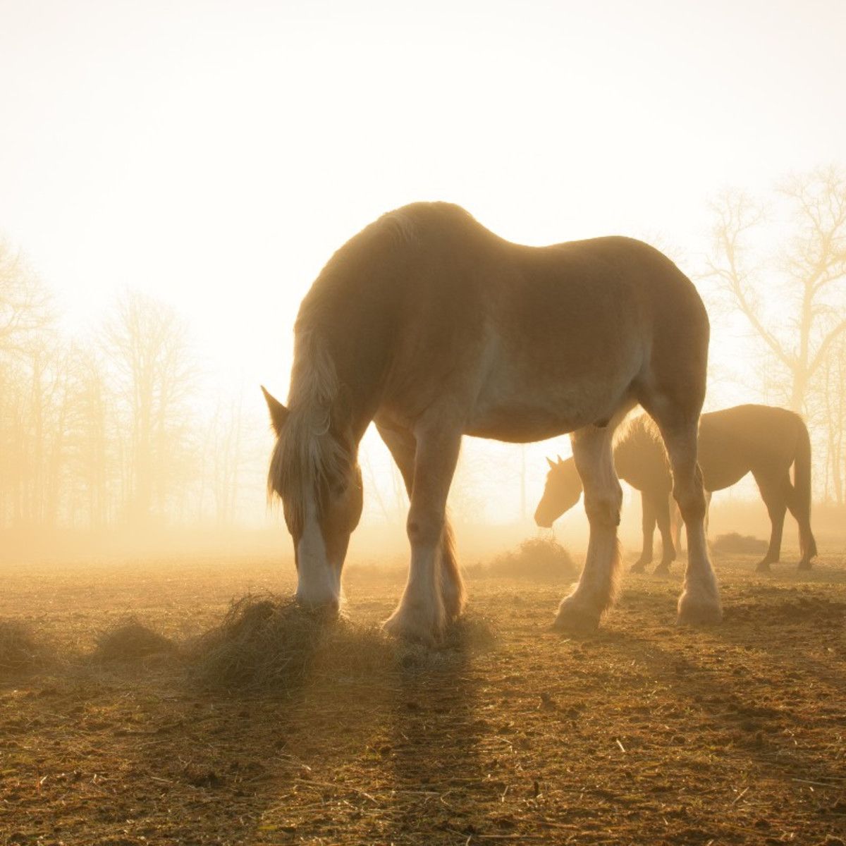 1200x1200 Rescued Working Draft Horses Turn Into 'Little Boys' at Sanctuary and It's Everything