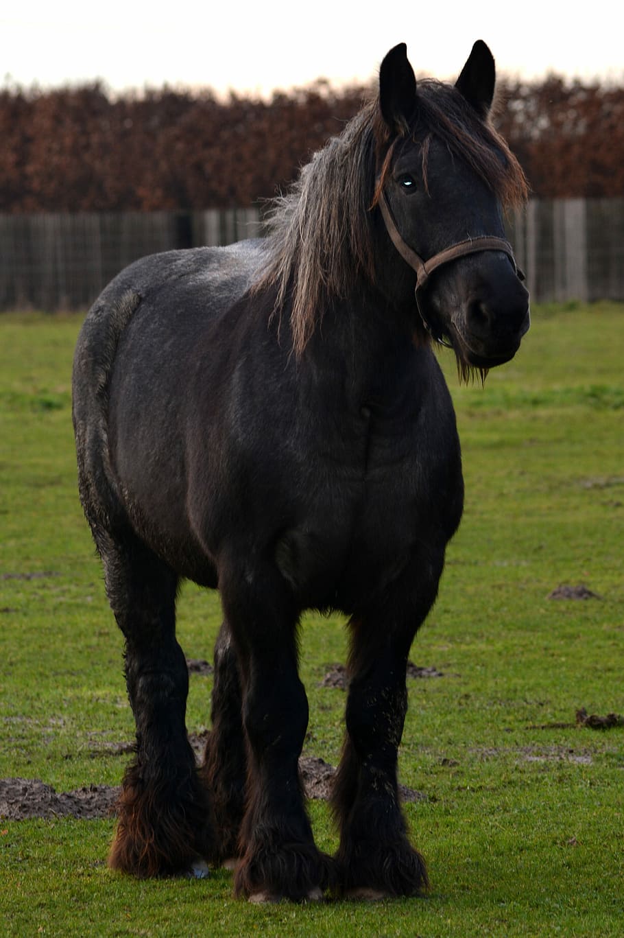 910x1367 Draft horse 1080P, 2K, 4K, 5K HD wallpaper free download
