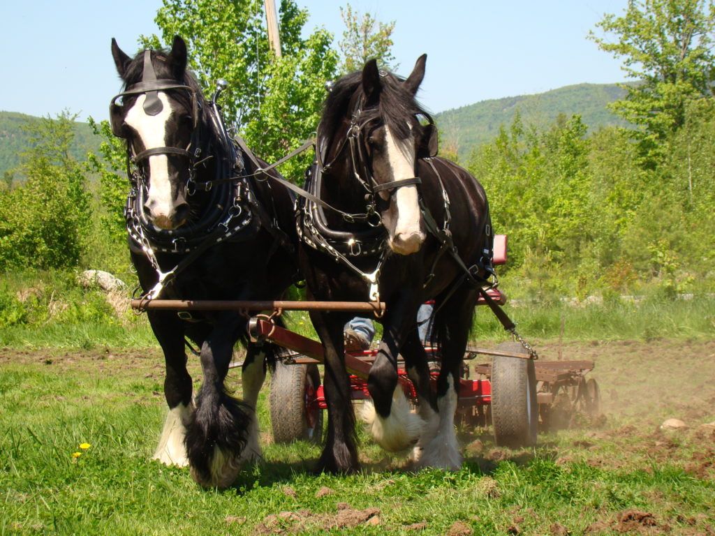 1024x768 How to care for a draft horse