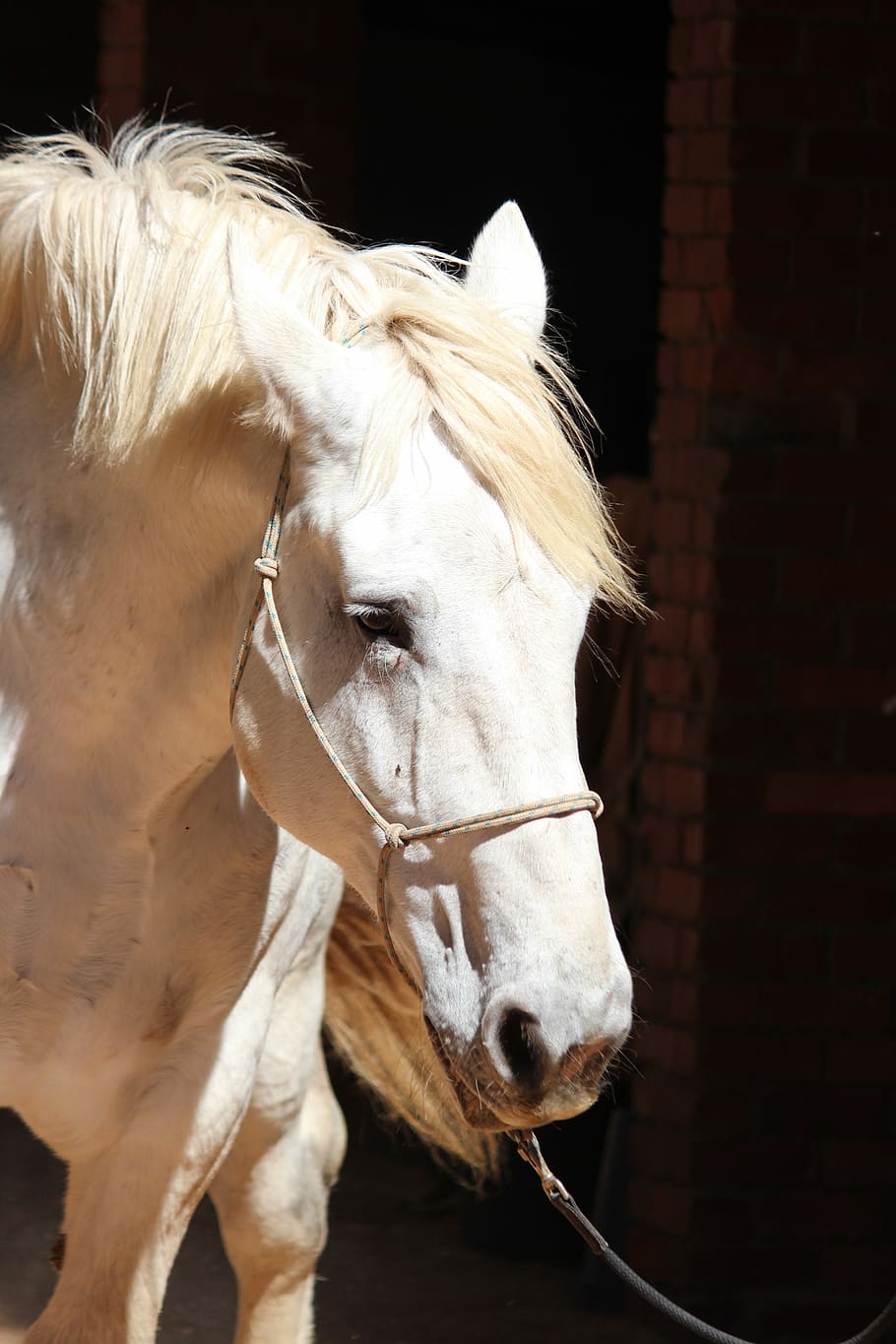 910x1365 HD wallpaper: Horse, Percheron, Shadows, White, Draft, animal, stallion, heavy