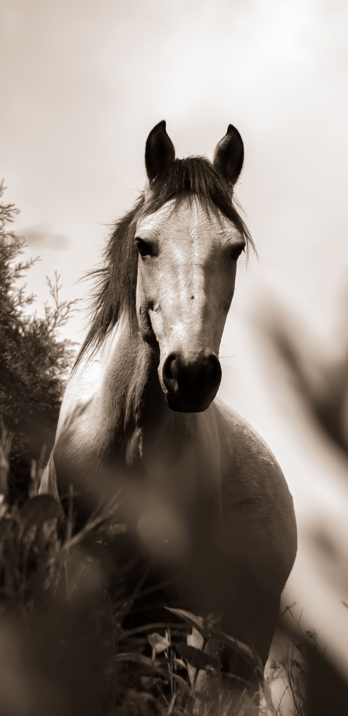 1440x2960 Draft Horse Wallpaper For Samsung Galaxy S8 S8+ S9 S9+ Note 8 Note 9 QHD