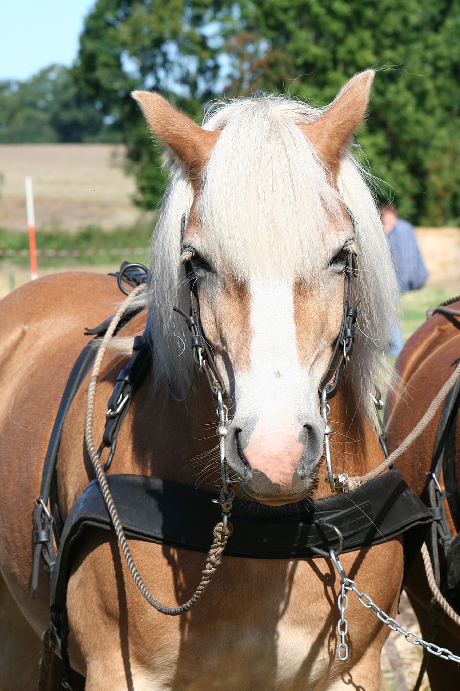 910x1365 HD wallpaper: horse, kaltblut, cold blooded animals, draft horse, domestic animals