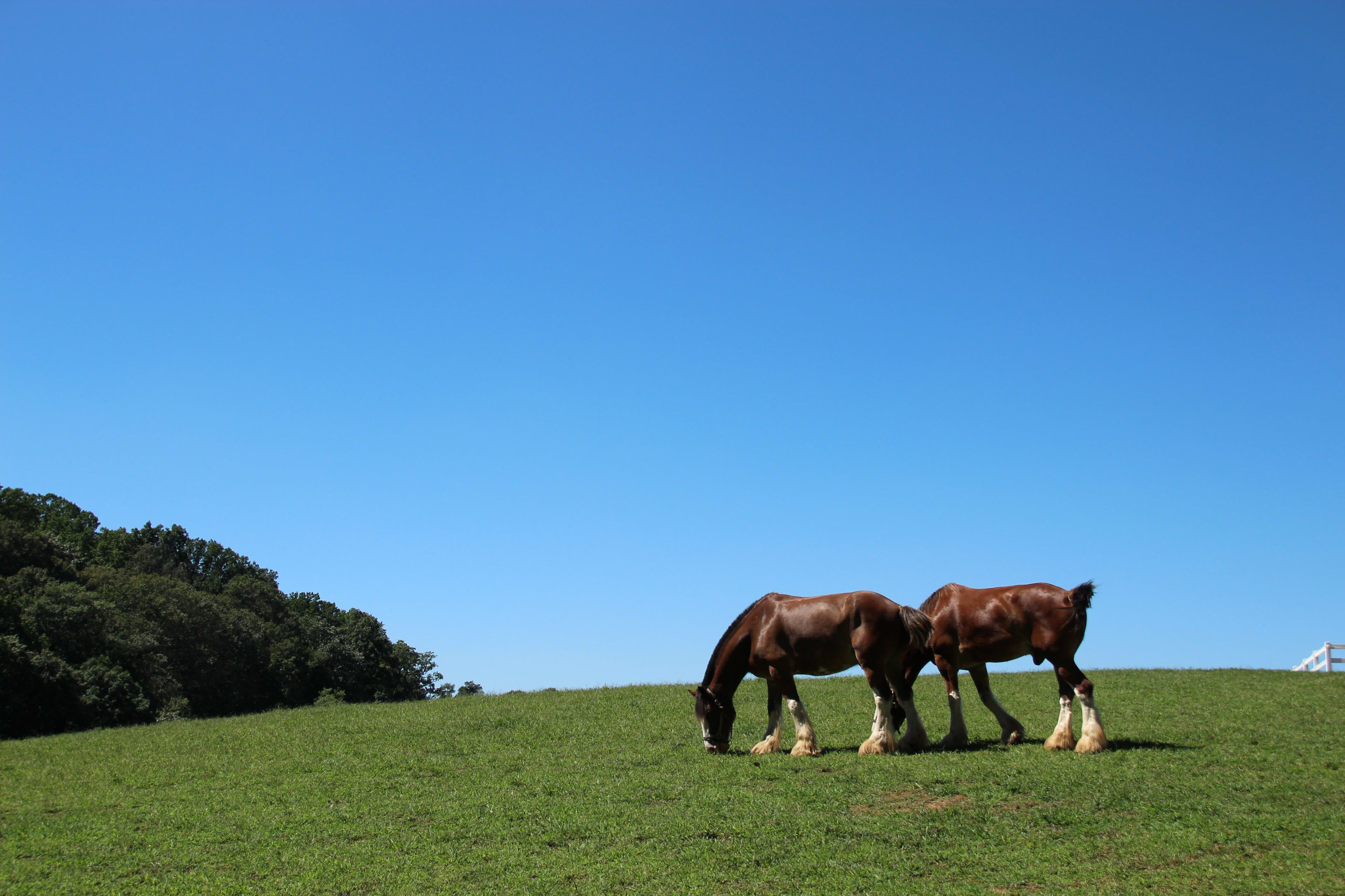 3840x2560 of the World's Most Beautiful Draft Horse Breeds and Heavy Horses