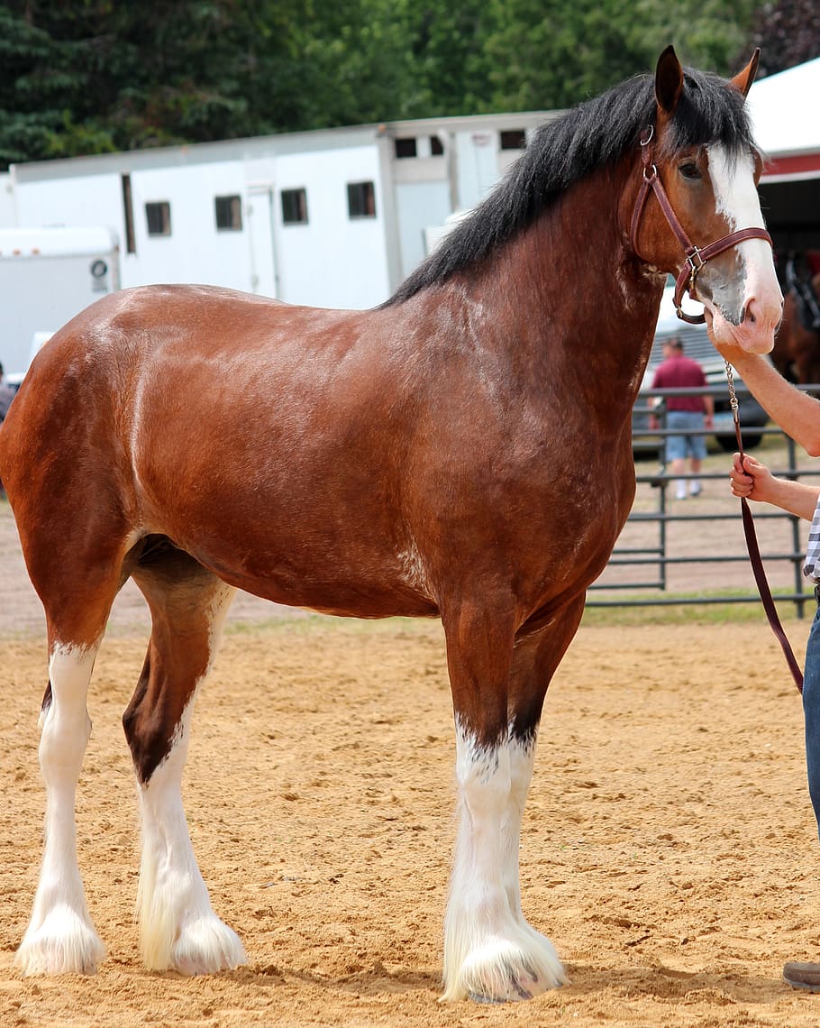 910x1140 HD wallpaper: horse, clydesdale, purebred, mare, draft, bay, equine, animal
