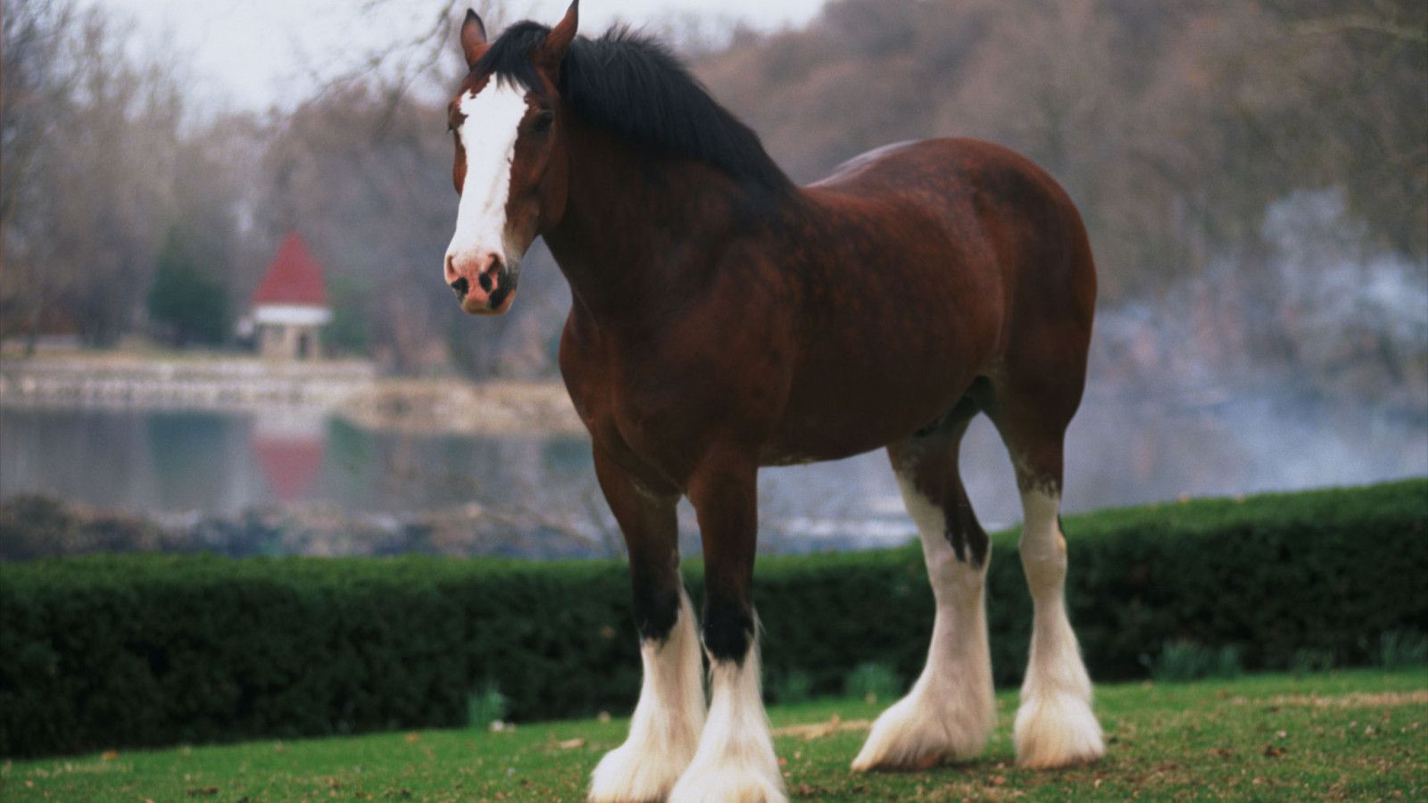1600x900 Clydesdale Horse HD Wallpaper 19919