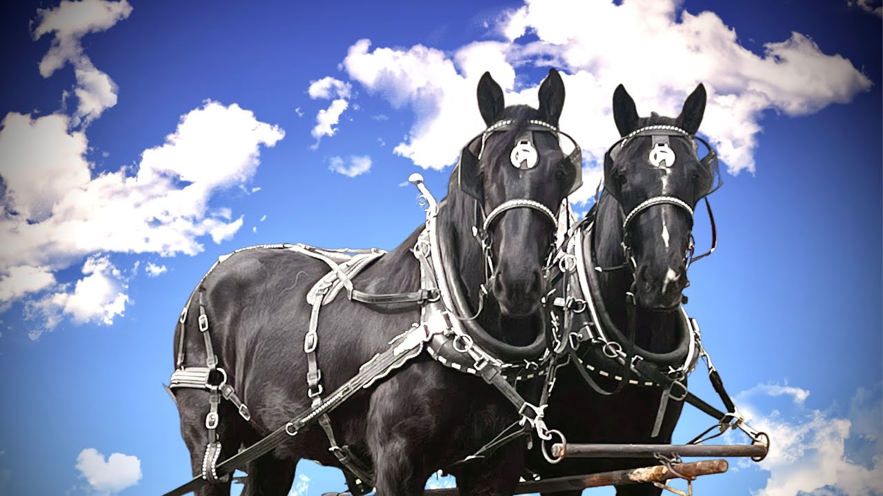 1280x720 These Horses Will Change Your Mind About Drafts