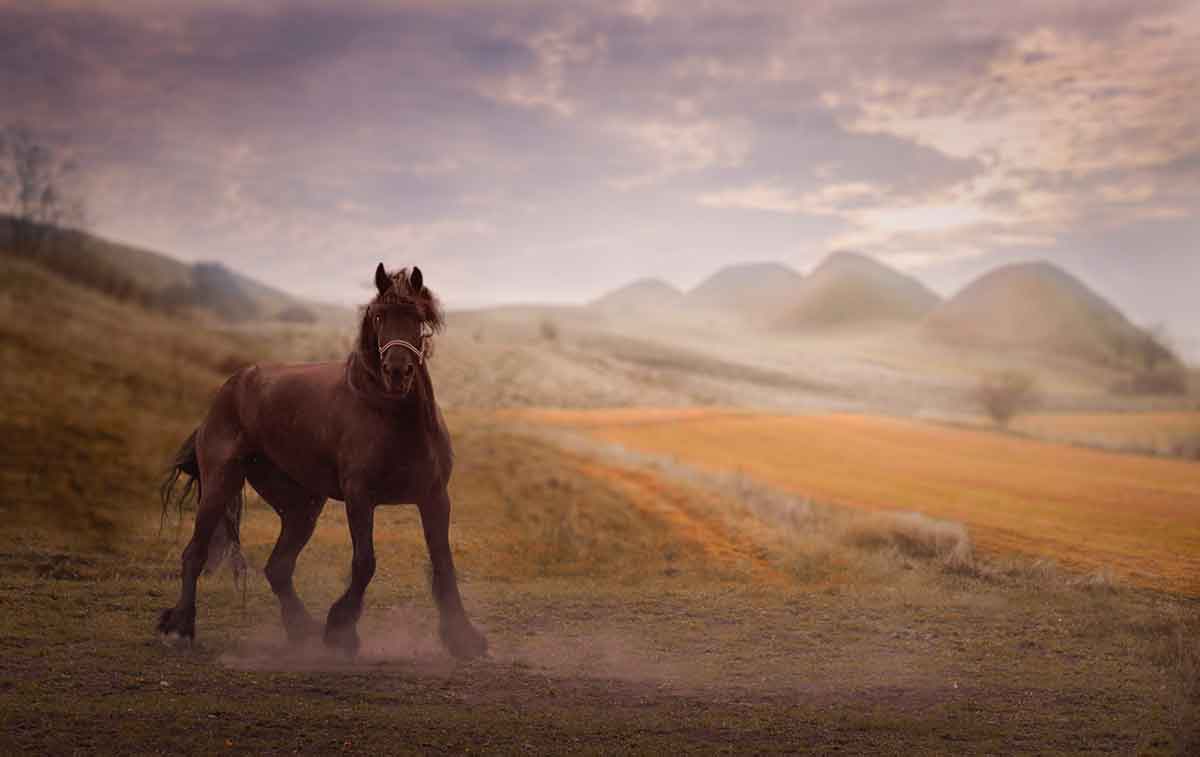 1200x757 draft horse Archives Tech Supplies