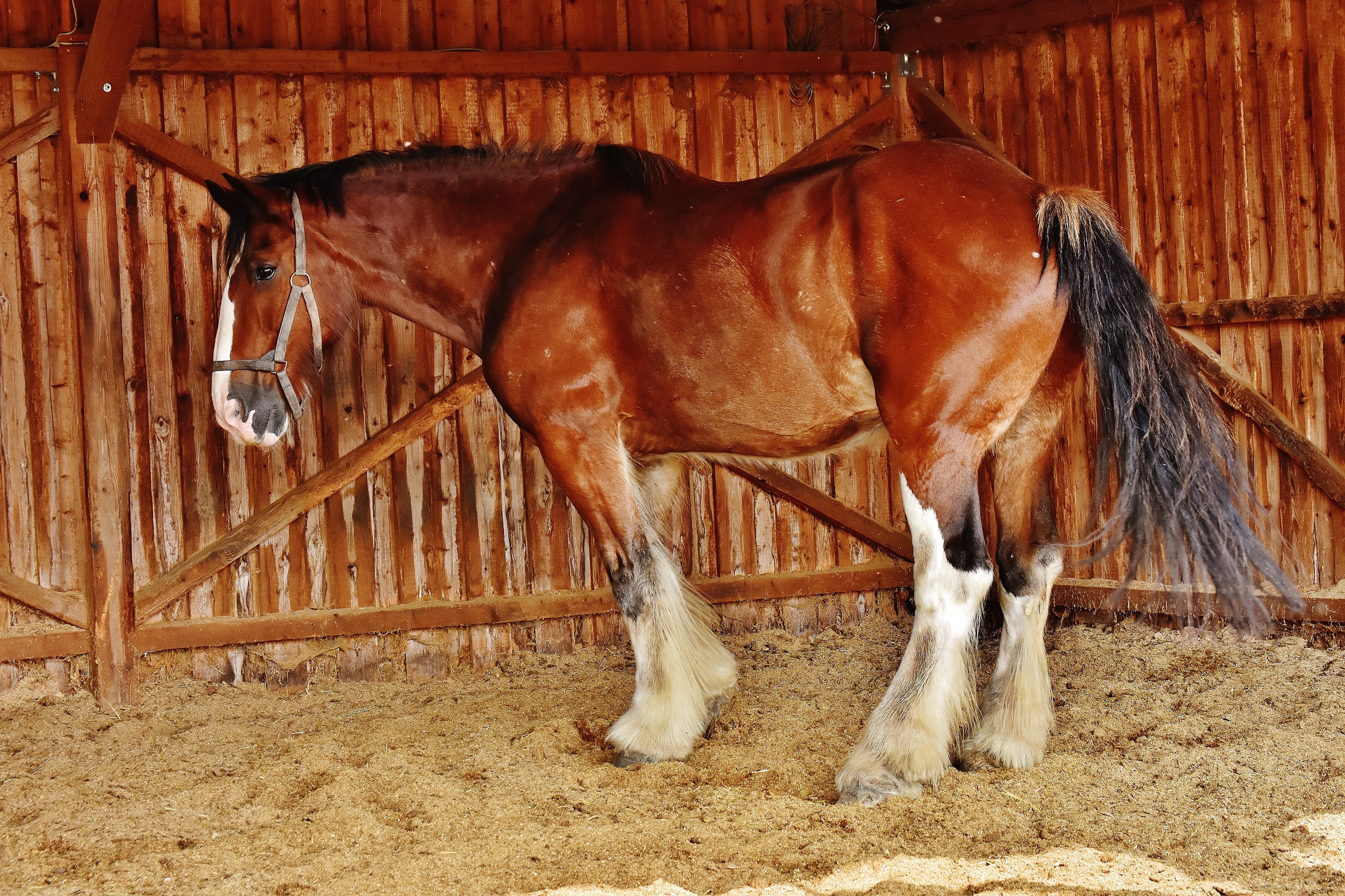 6000x4000 brown and white horse free image