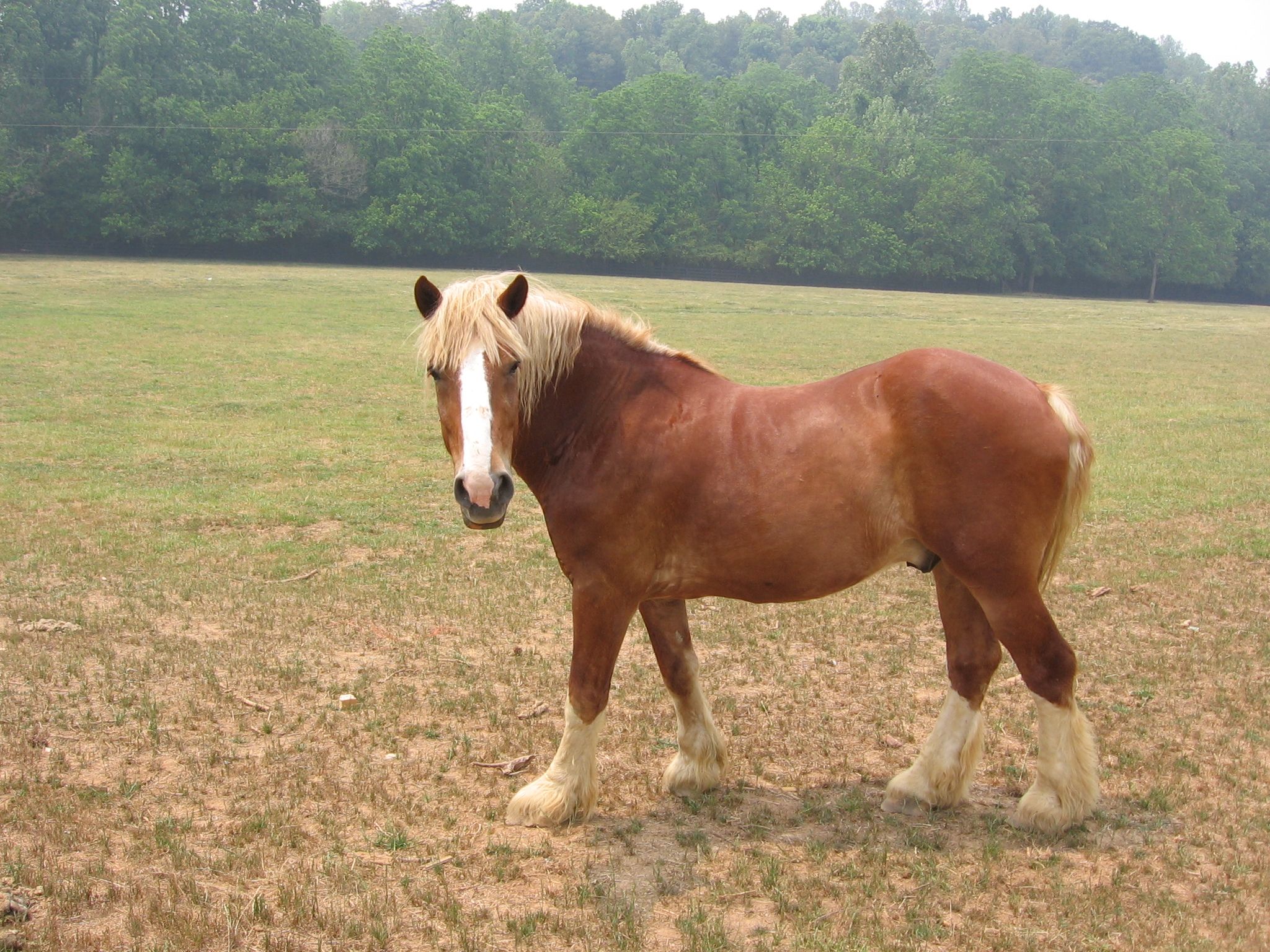 2048x1536 Draft Horse