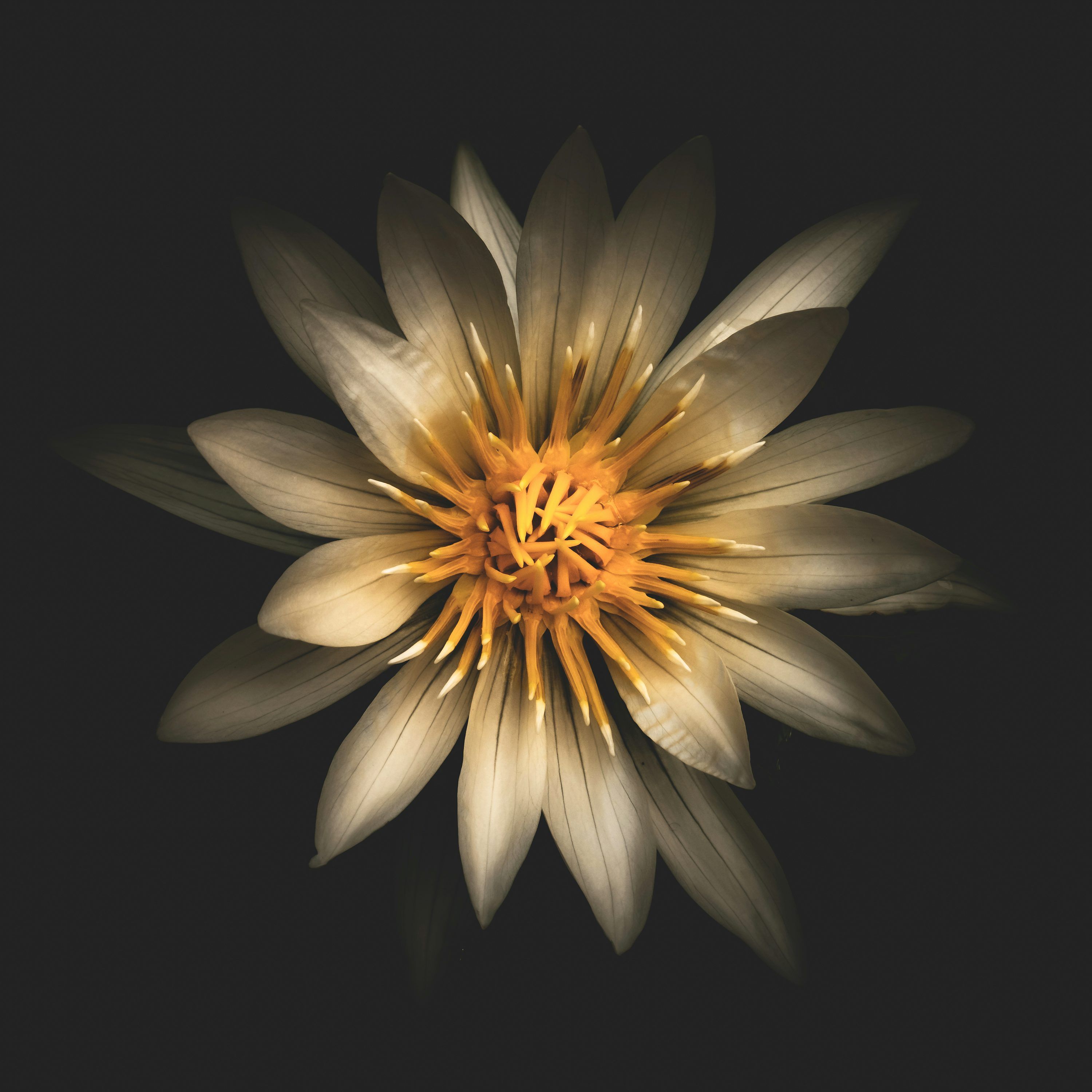 3000x3000 A Close Up Of A Delicate White And Gold Lotus Flower. Photo
