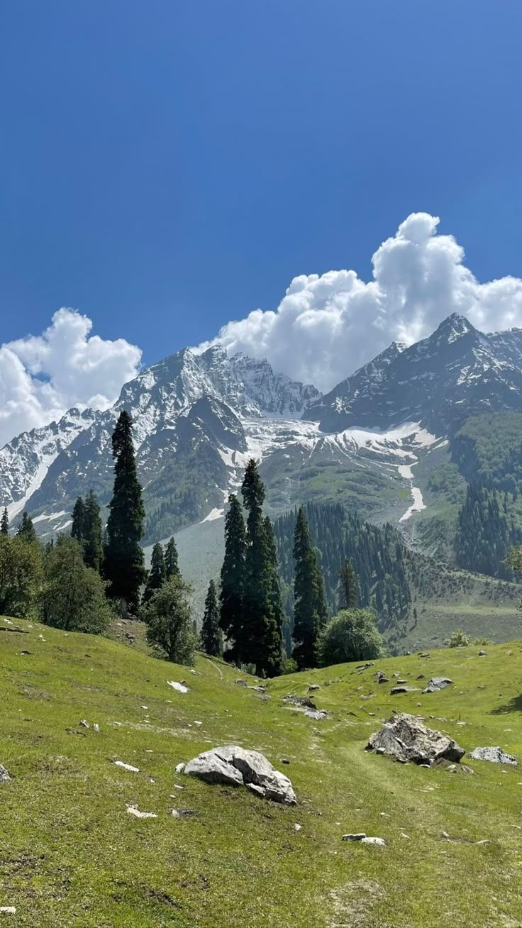 736x1308 Kashmir