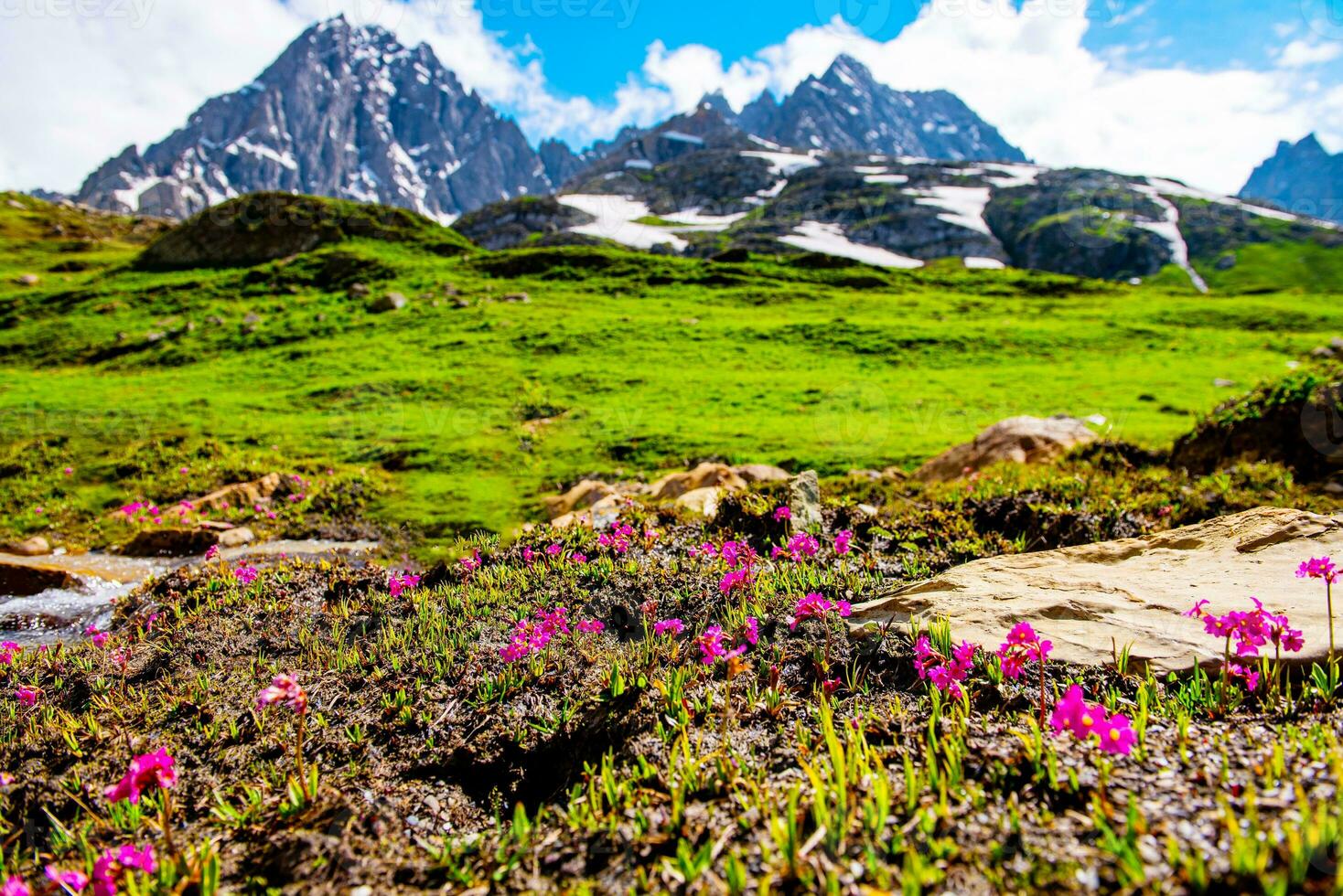 1468x980 Landscape in the mountains. Panoramic view from the top of Sonmarg, Kashmir valley in the Himalayan region. meadows, alpine trees, wildflowers and snow on mountain in india. Concept travel nature. 36580127 Stock