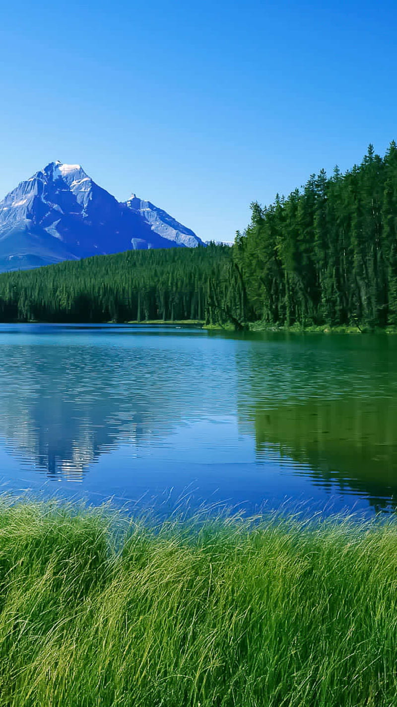 800x1422 Kashmir Valley, ajk, azad, hindustan, india, jammu, nature, pak, pakistan, pakistani, HD phone wallpaper