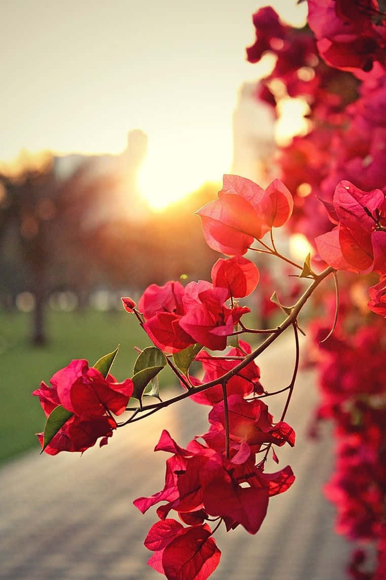761x1142 Download Red Nature Flower Wallpaper