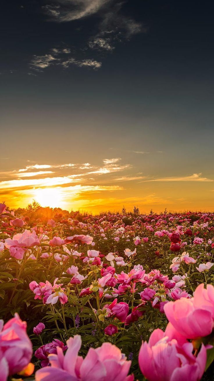 736x1309 Summer sunset flowers iPhone wallpaper homescreen background HD nature lock screen 4k phone image