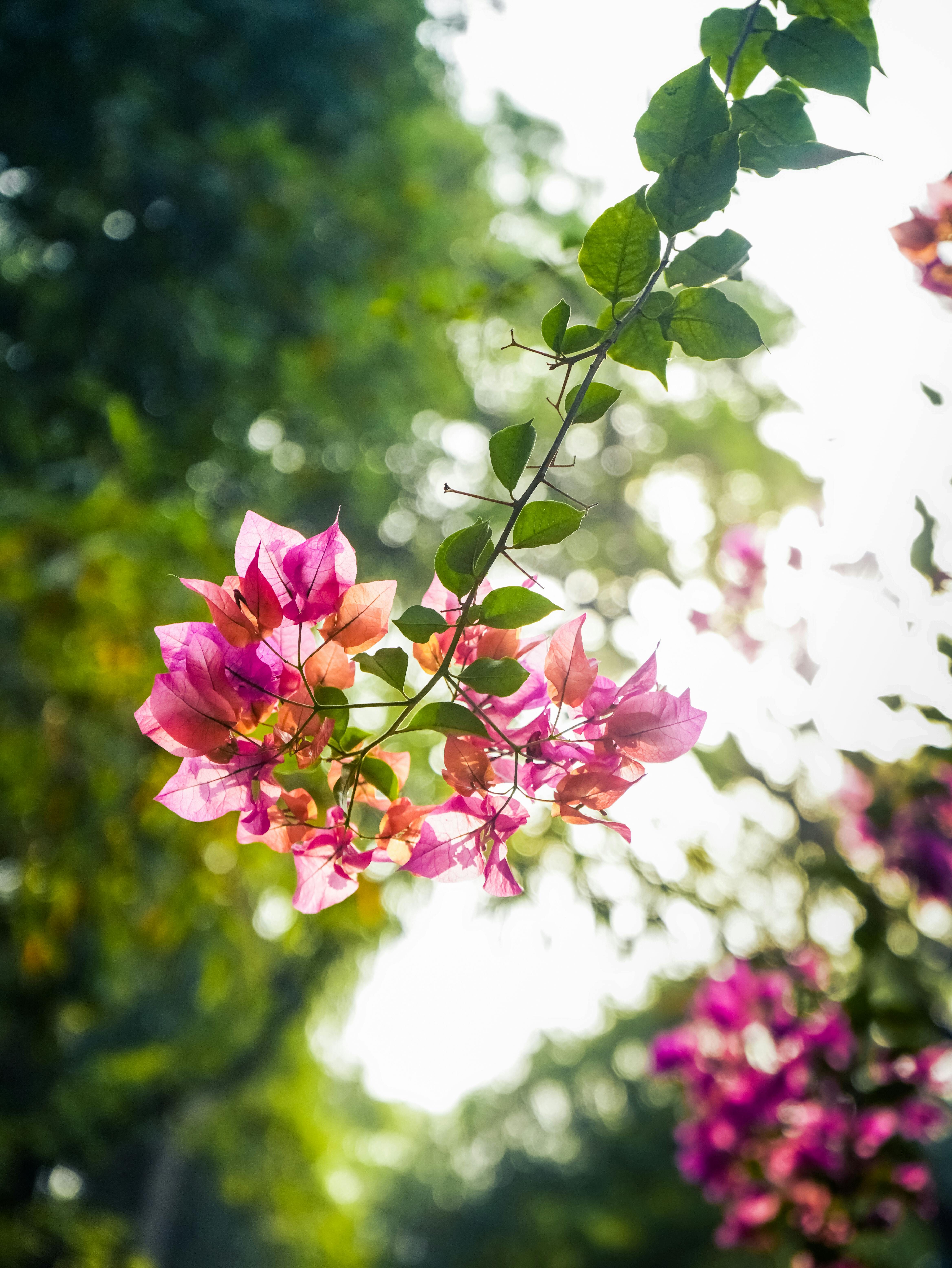 4672x6224 Pink Flowers in Nature · Free
