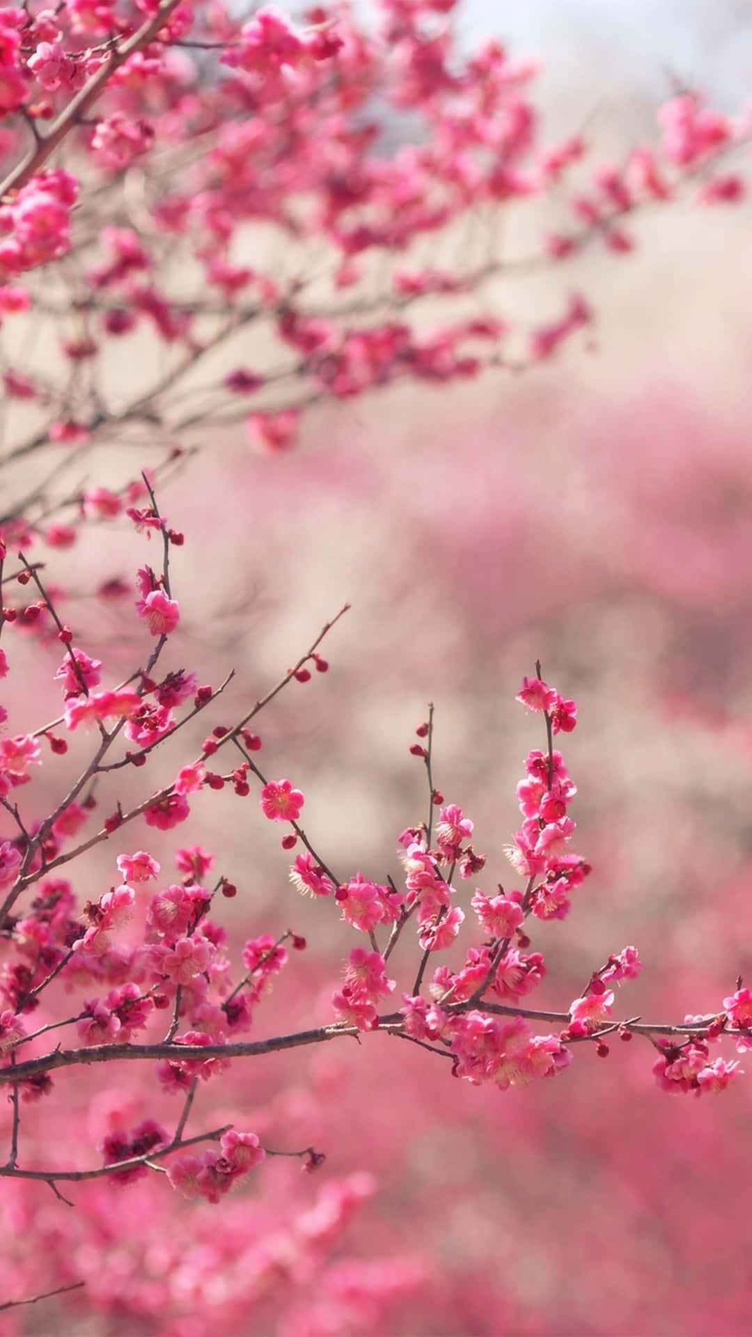 1080x1920 Download Flowers Nature Pink Spring Blooming Wallpaper