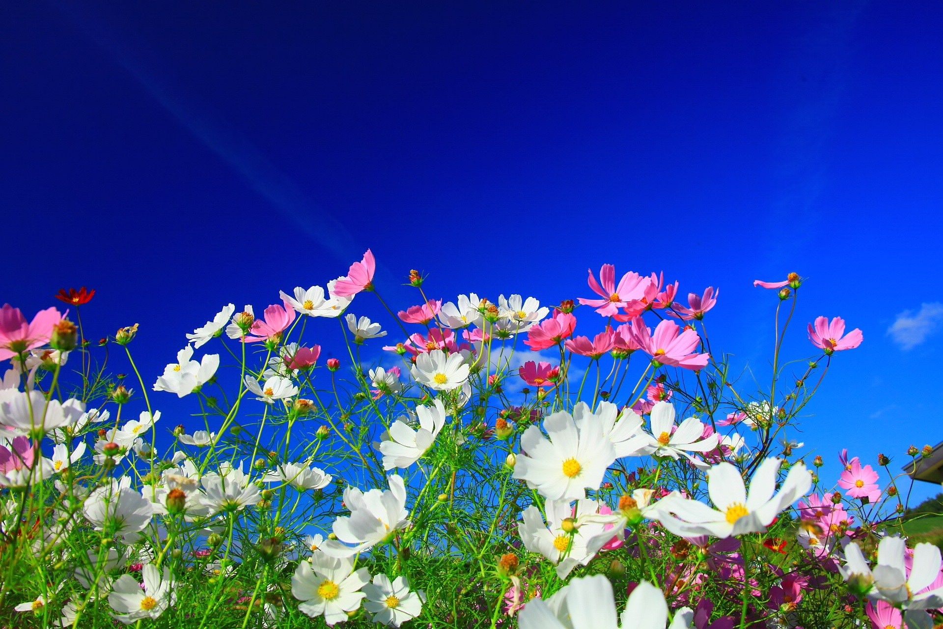 1920x1280 Vibrant Nature Blooms: Stunning HD Flower Wallpaper