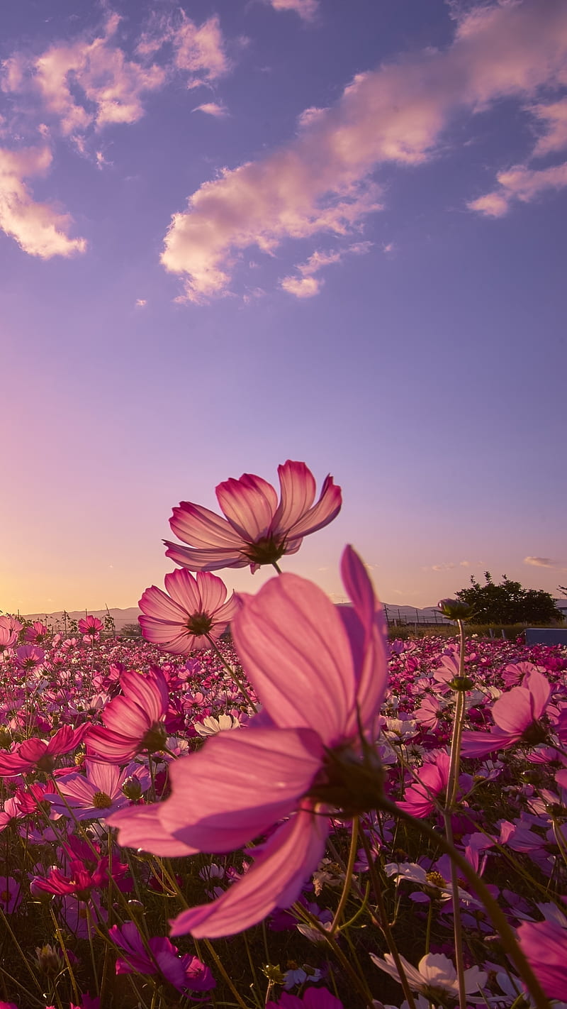 800x1422 Nature, Flowers, Sky, Sun, Flower, Earth, Field, Japan, Cosmos, Purple Flower, HD phone wallpaper