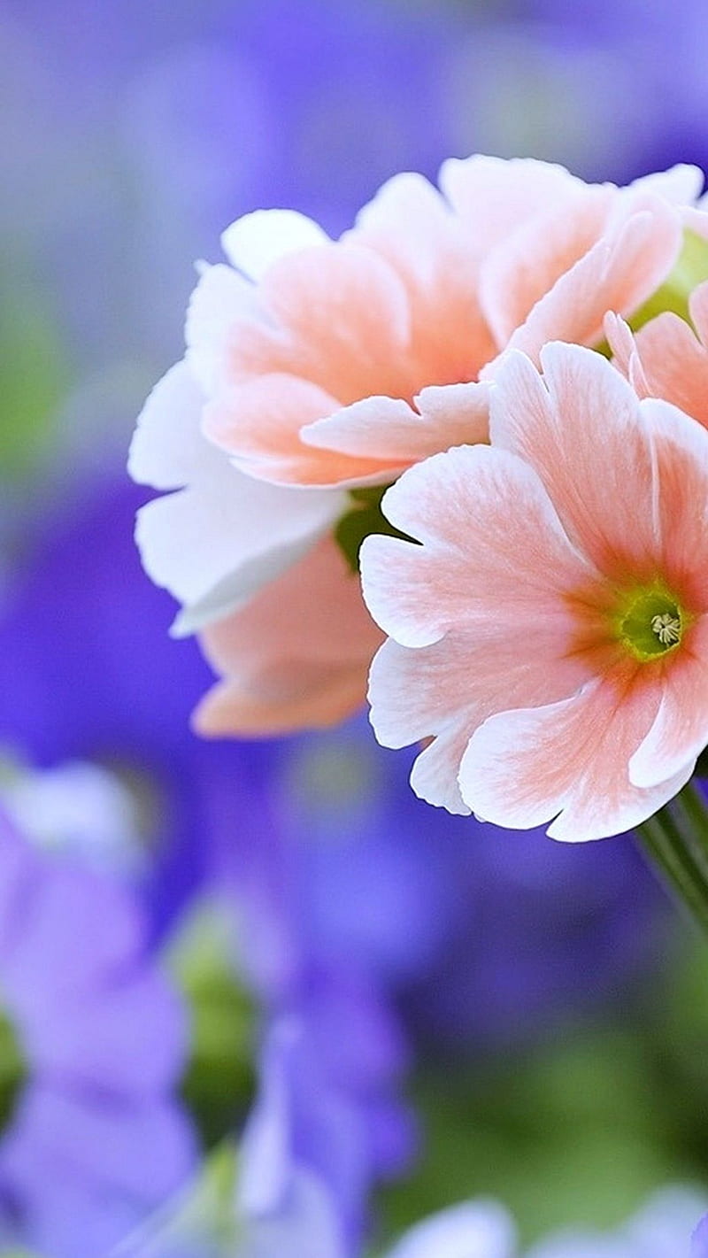 800x1421 HD flowers beautiful nature wallpaper