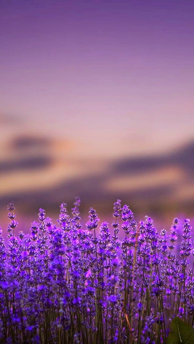 736x1308 Purple Flowers Nature Photography Wallpaper