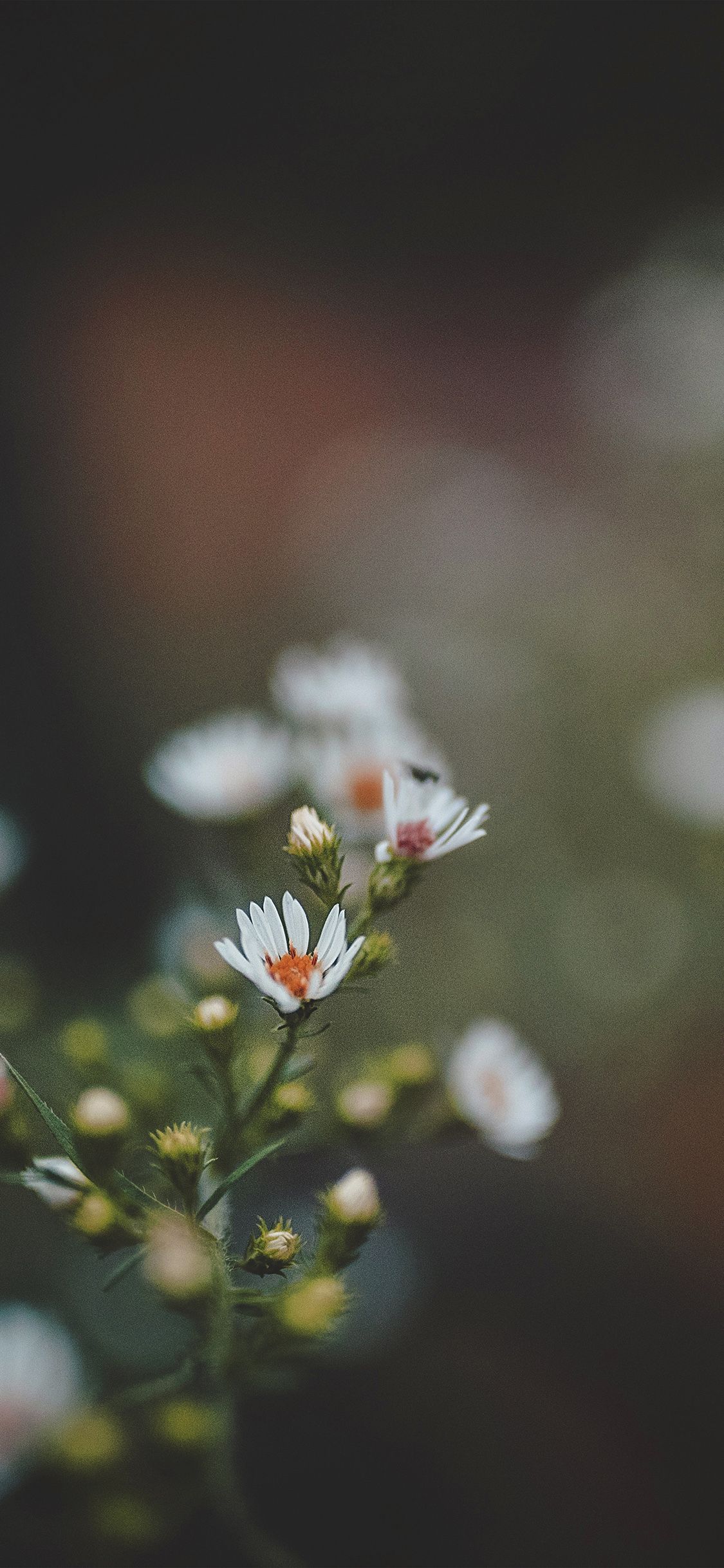 1125x2436 iPhone X wallpaper. bokeh flower nature dark red