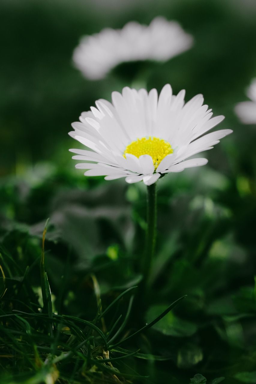 853x1280 Daisy Flower Nature