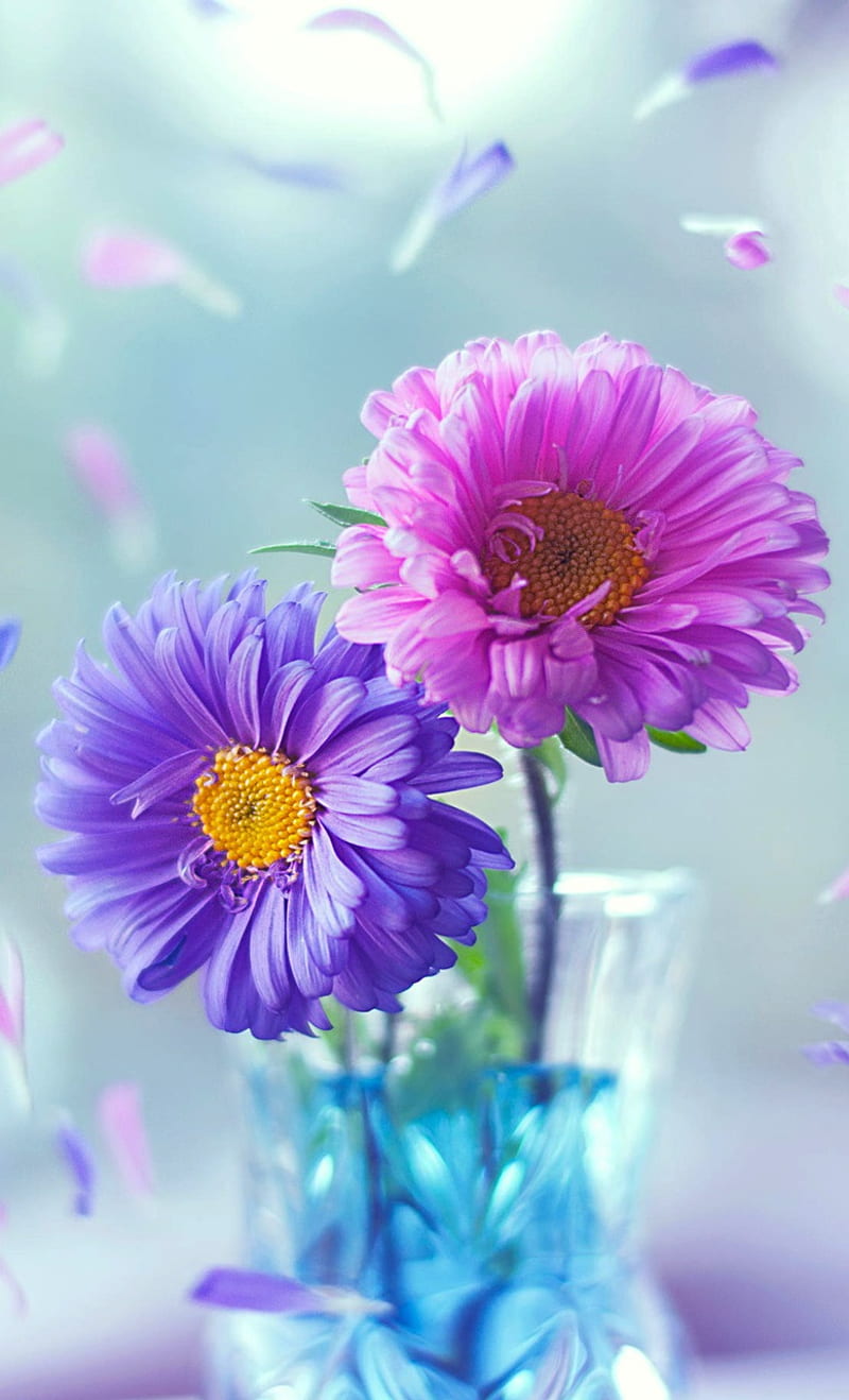800x1318 Beautiful flowers, flower, nature, HD phone wallpaper