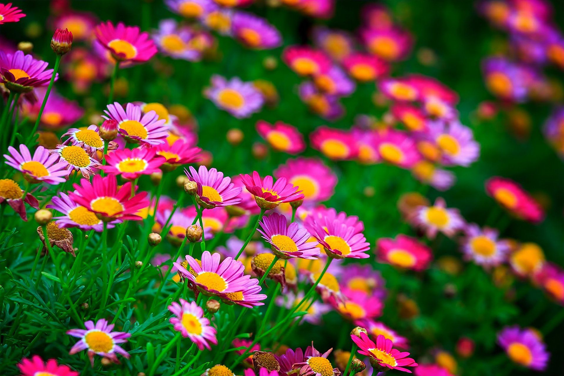 1920x1280 Download Nature Flower HD Wallpaper
