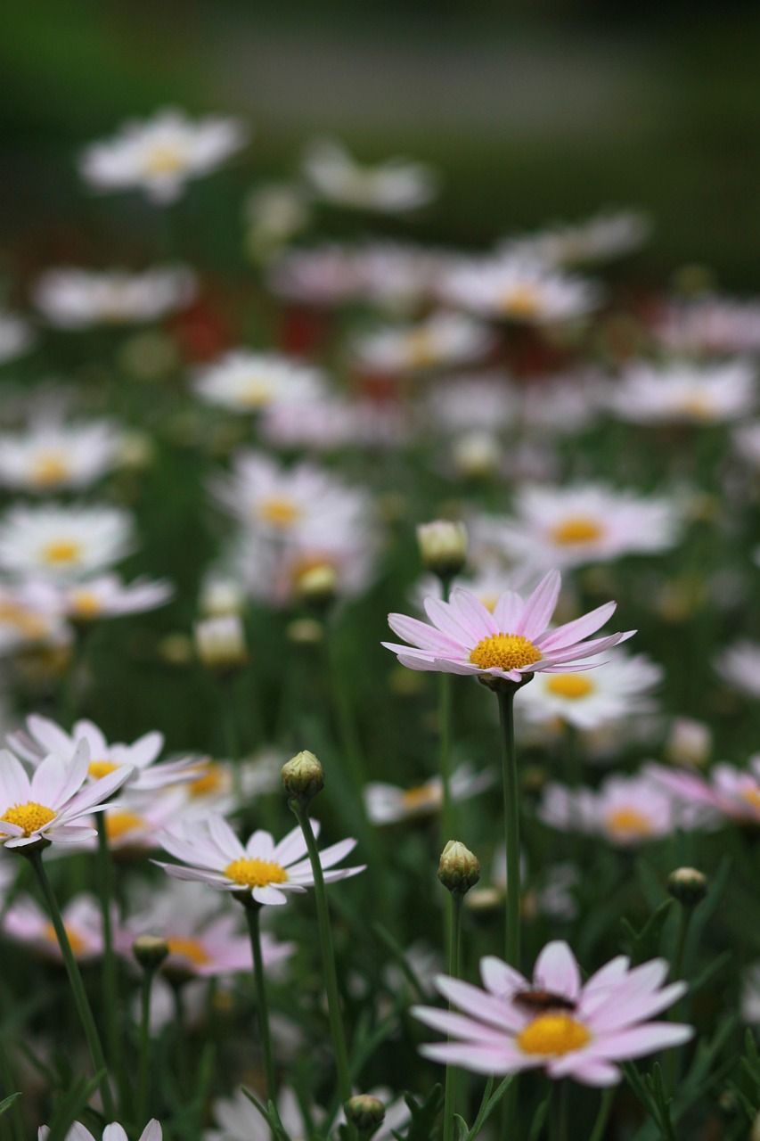853x1280 Flower Nature Plant