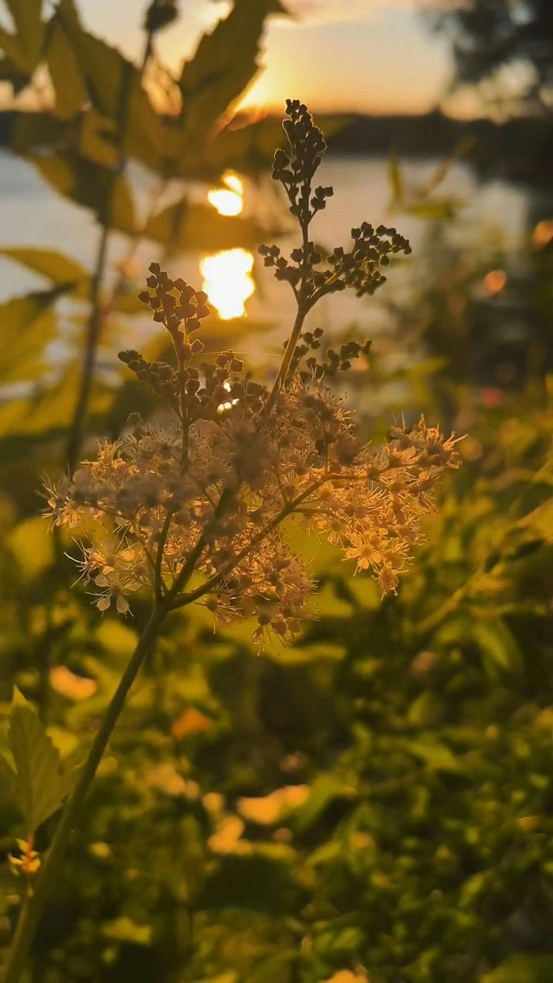 1080x1920 Beautiful Nature Flowers Free Stock Video Footage, Royalty Free 4K & HD Video Clip