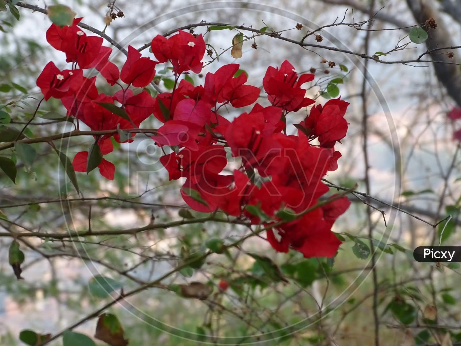 1600x1200 Image Of Nature Wallpaper. Flowers Picture. Beutifull Nature Wallpaper. Indian Flowers KR624454 Picxy
