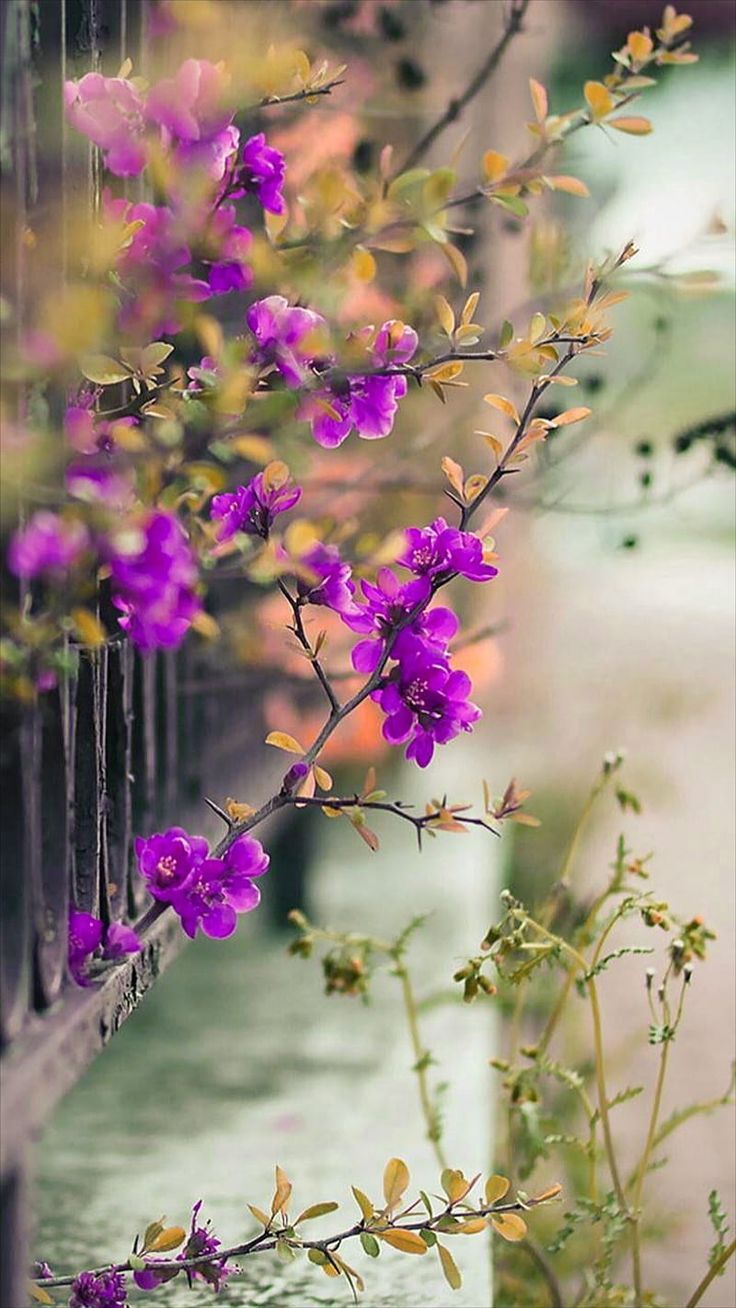 736x1308 Natural Flower Wallpaper