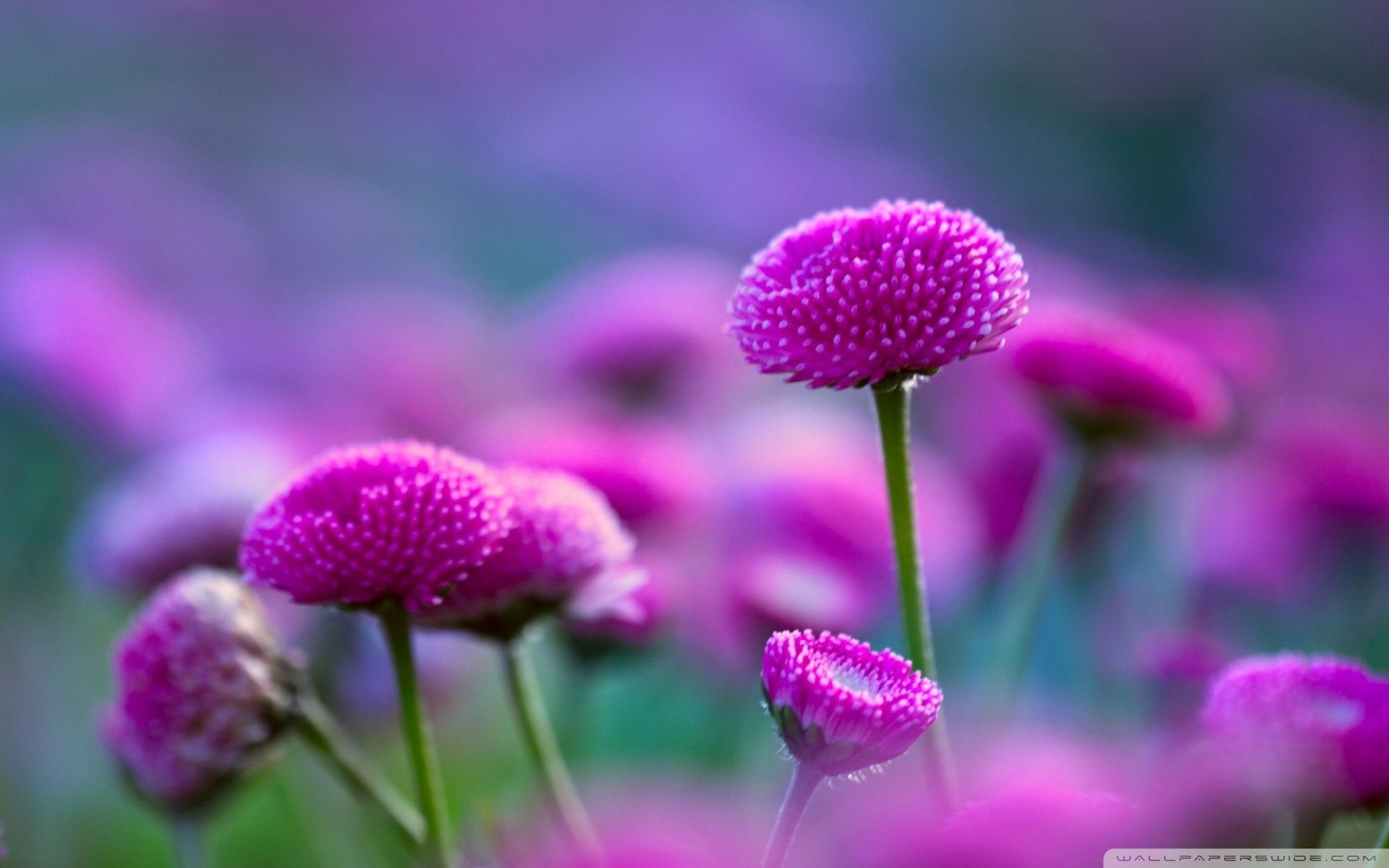 1920x1200 Flowers Nature Wallpaper 1920x1200 56654
