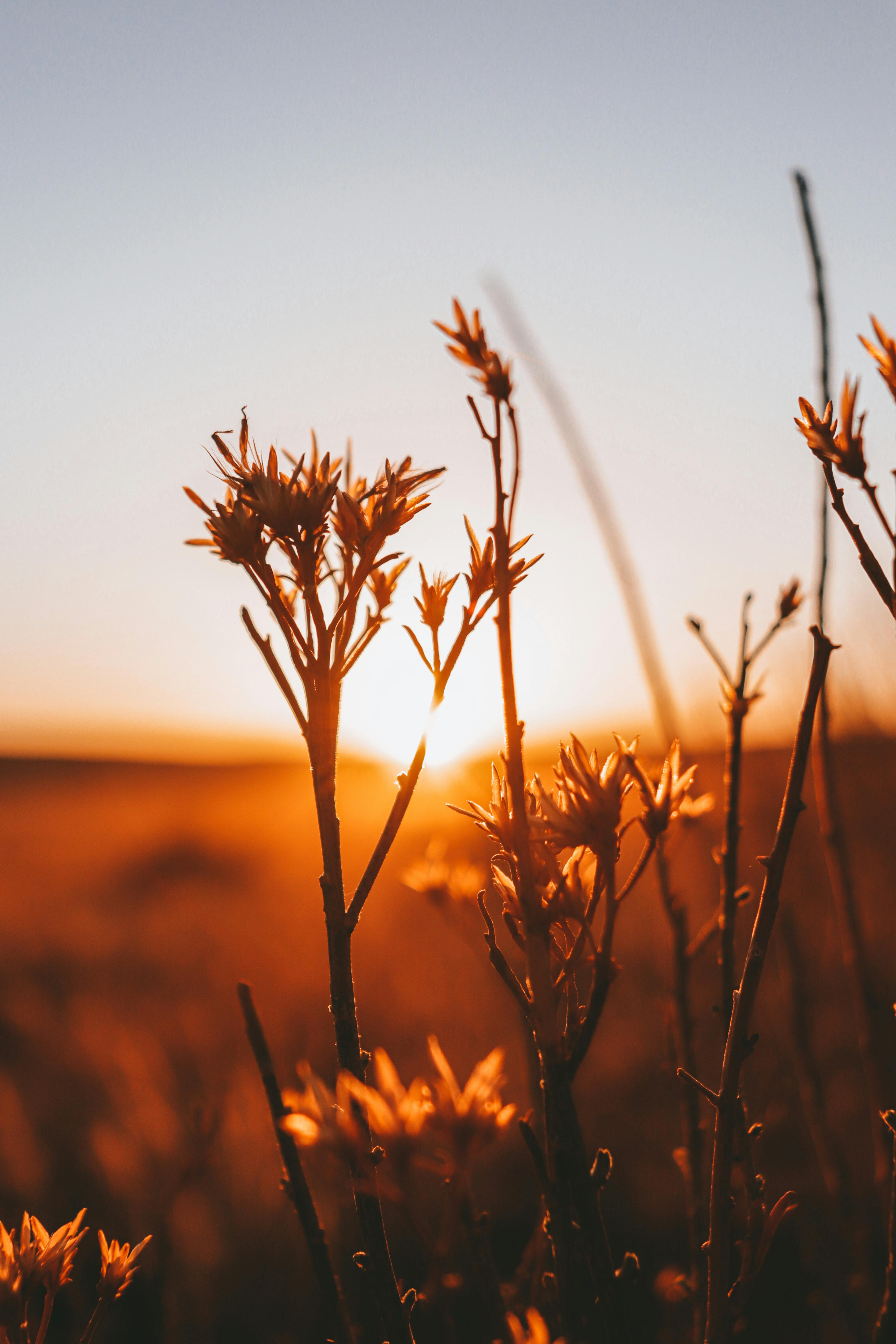 4000x6000 Grass Flowers Lit by Sunset Light · Free