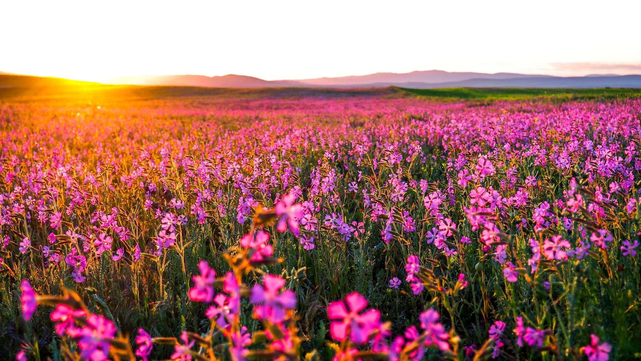 2048x1152 Flowers Landscape Wallpaper, HD Nature Wallpaper, 4k Wallpaper, Image, Background, Photos and Picture