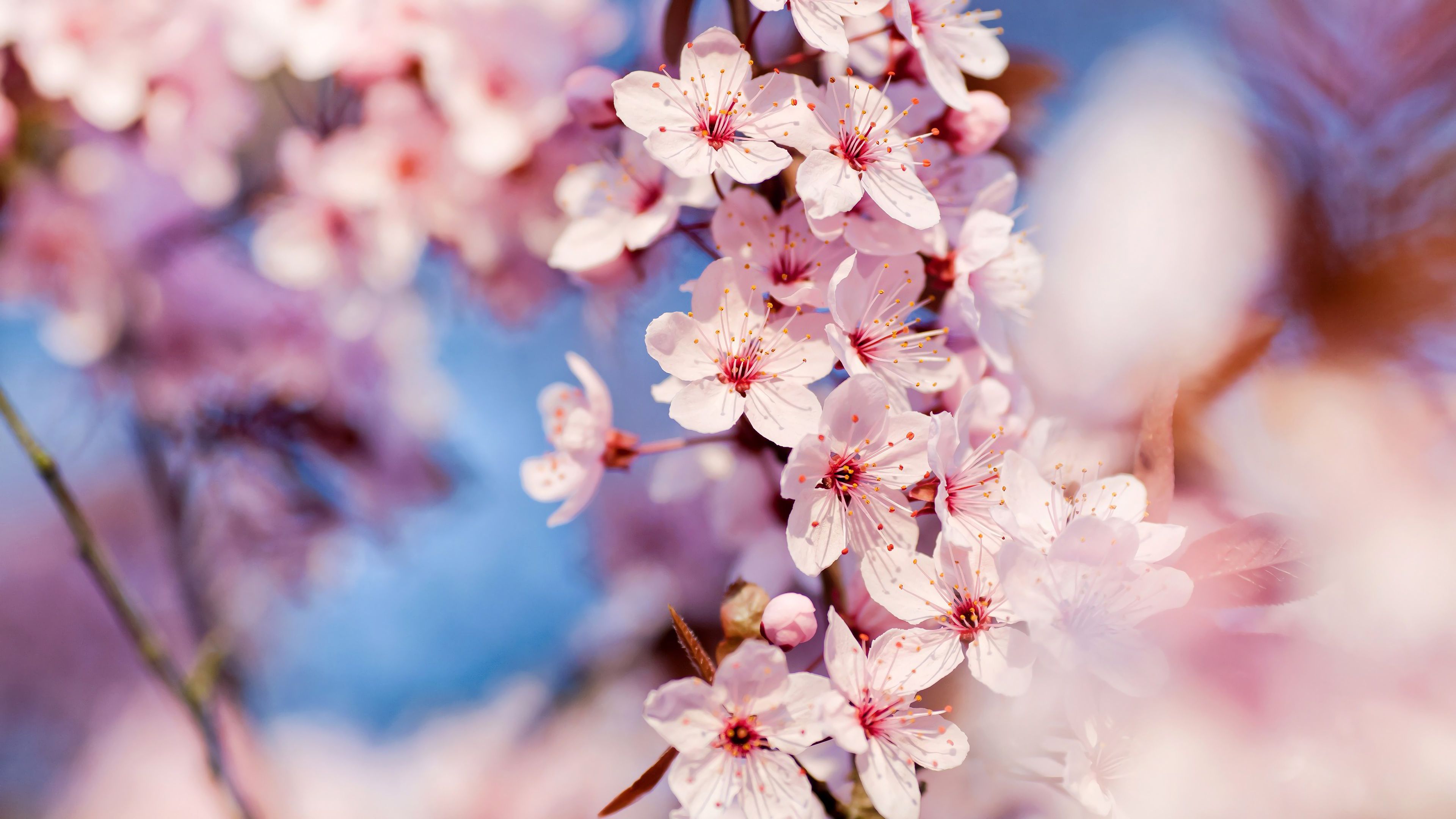 3840x2160 White Flower Nature 4K Wallpaper HD