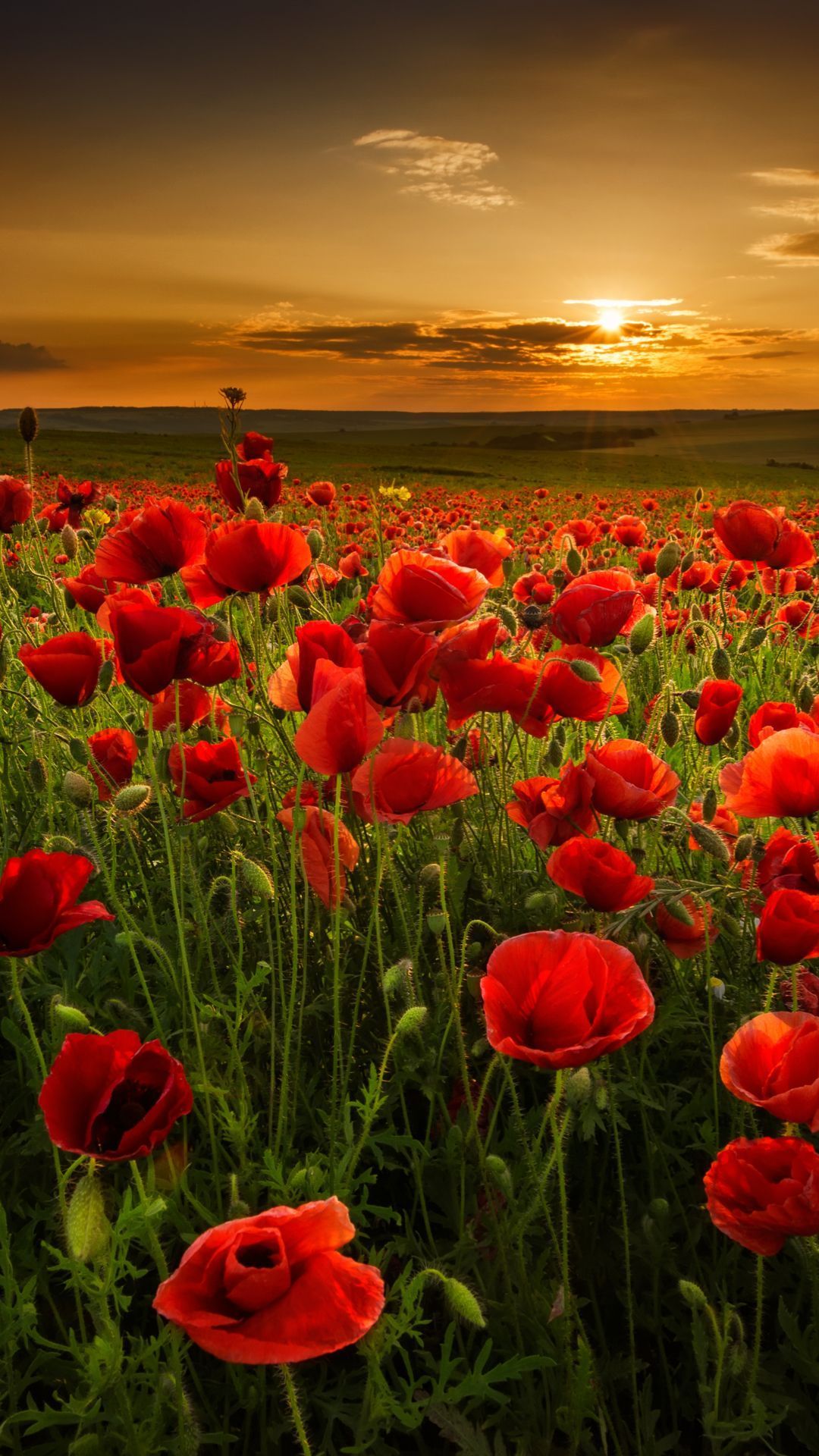 1080x1920 Nature Flowers Wallpaper, HD Background